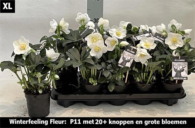 Hell Ni Winter Fleur 11Ø 25cm