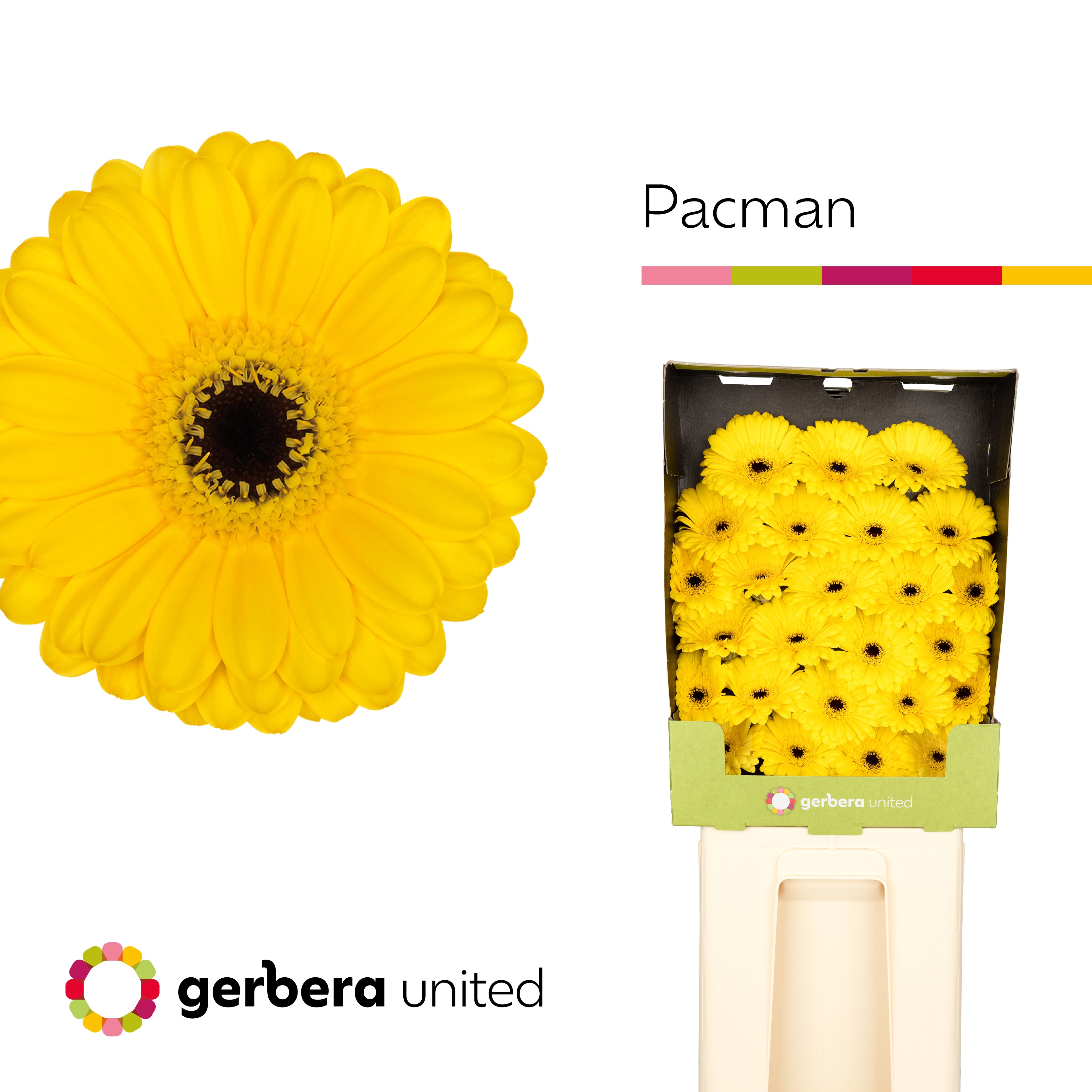Ge Mi Pacman