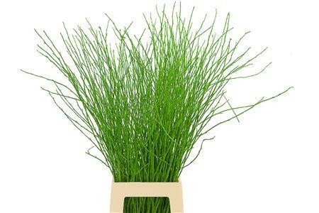 Betula Bs Kleurbeh