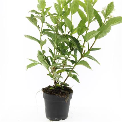 Picture of Weigela Bristol Ruby P17 (2 Ltr)