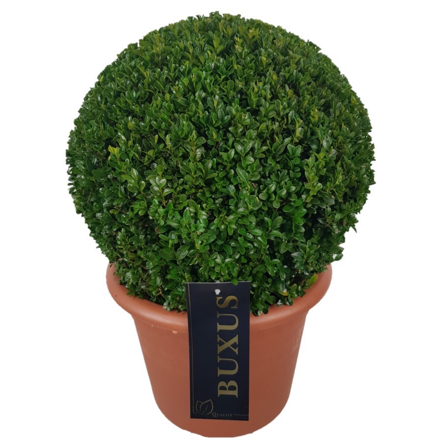 Picture of Buxus sempervirens P24 (6 Ltr) BALL-30/35 (LOOSE)