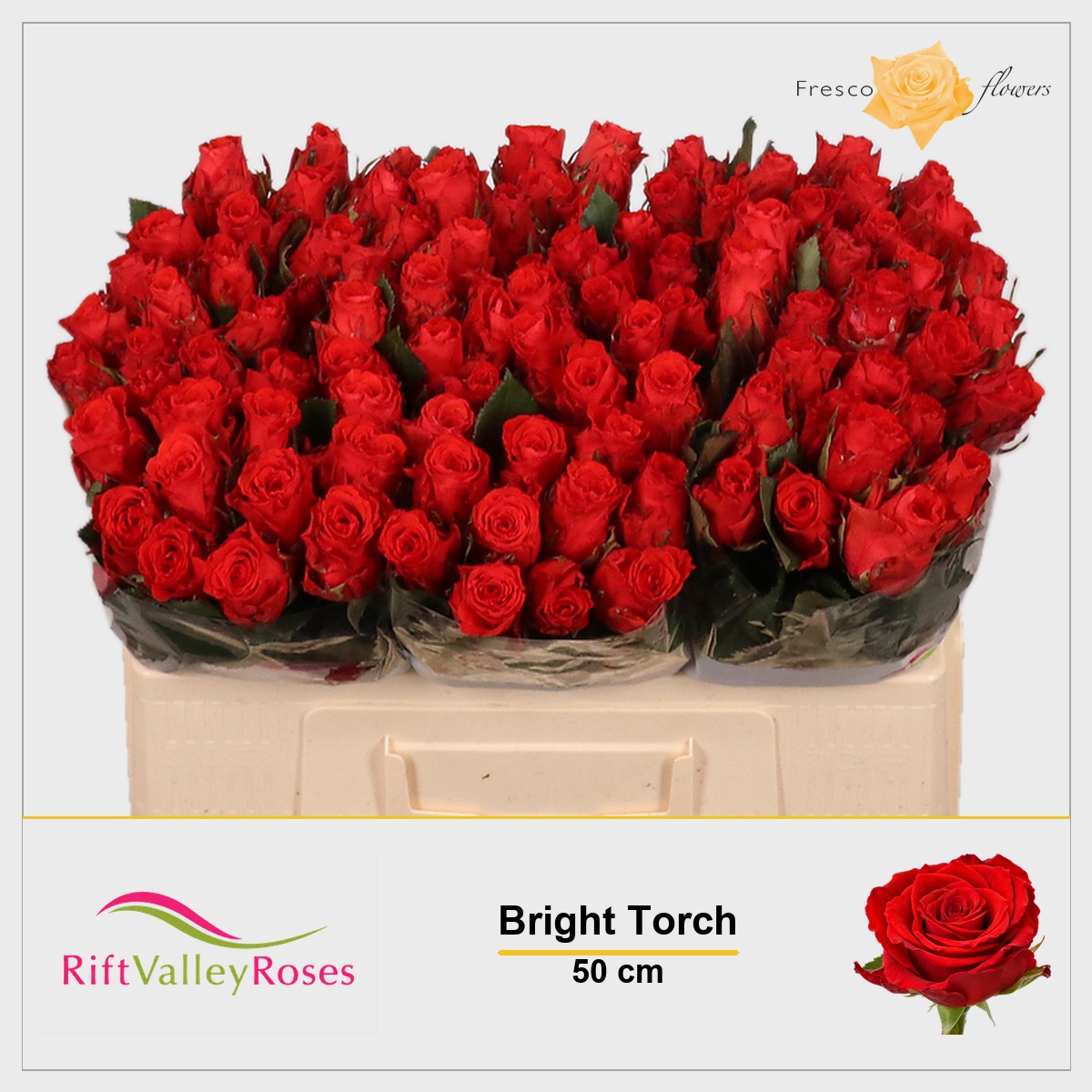 Rosa Bright Torch 50cm