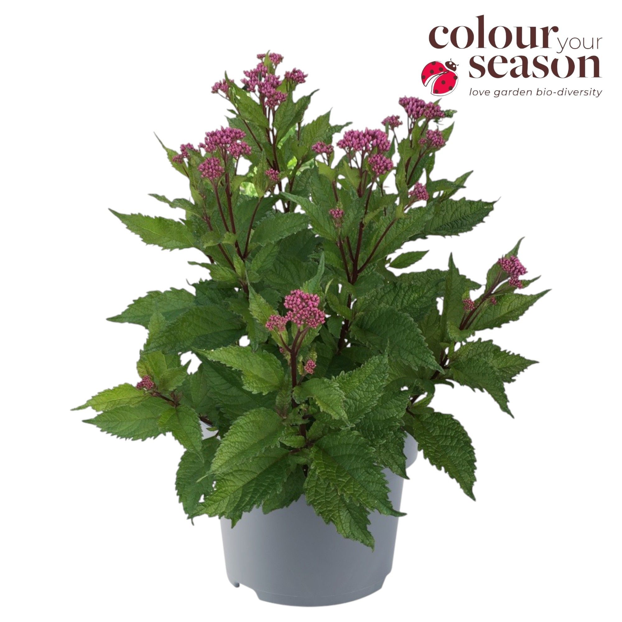 Eupatorium Ruby