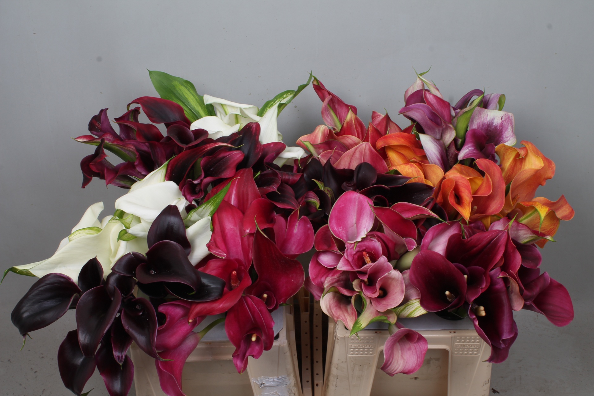Calla Assorted 40cm