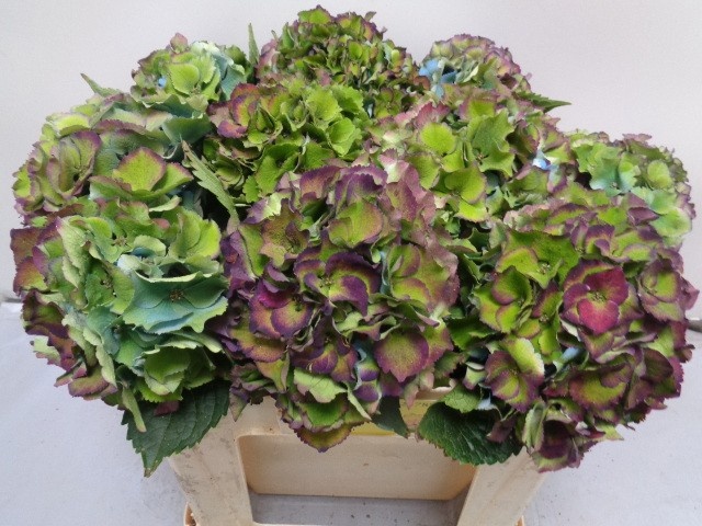 Hydrangea Royal Palace Classic 50cm 16Ø