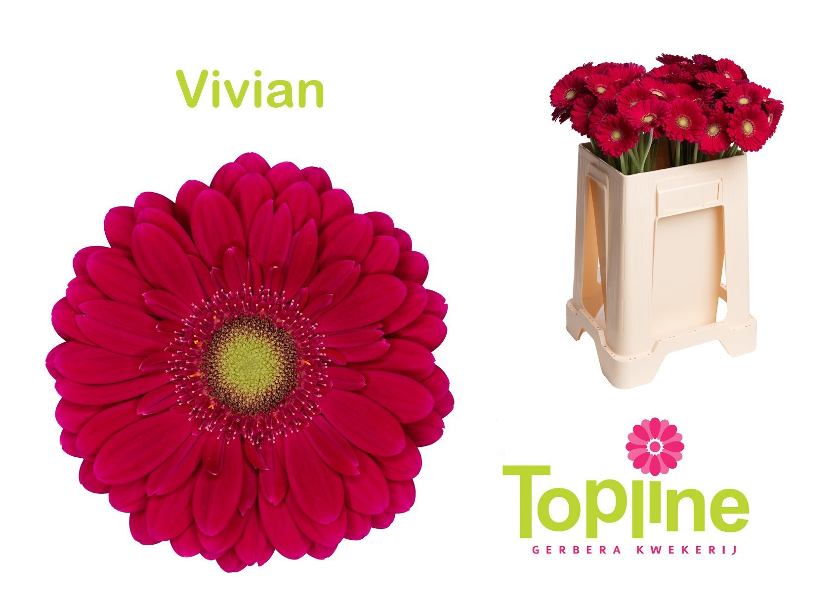 Ge Mi Vivian