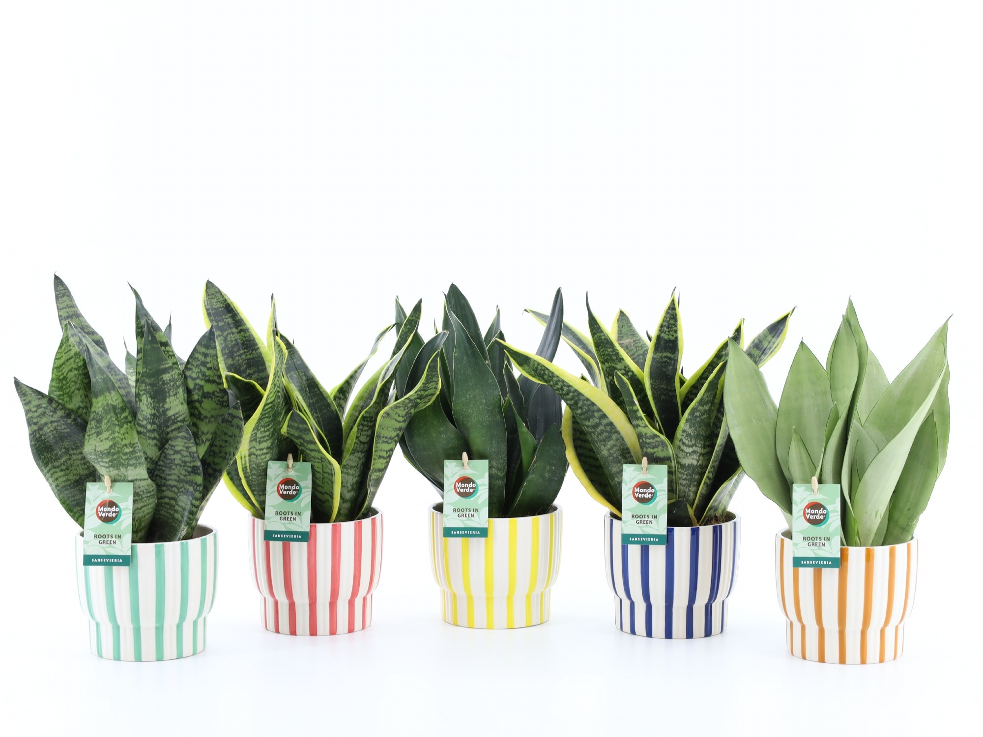 Picture of Sansevieria varieties in Pastel Stripe ceramic P13 35CM