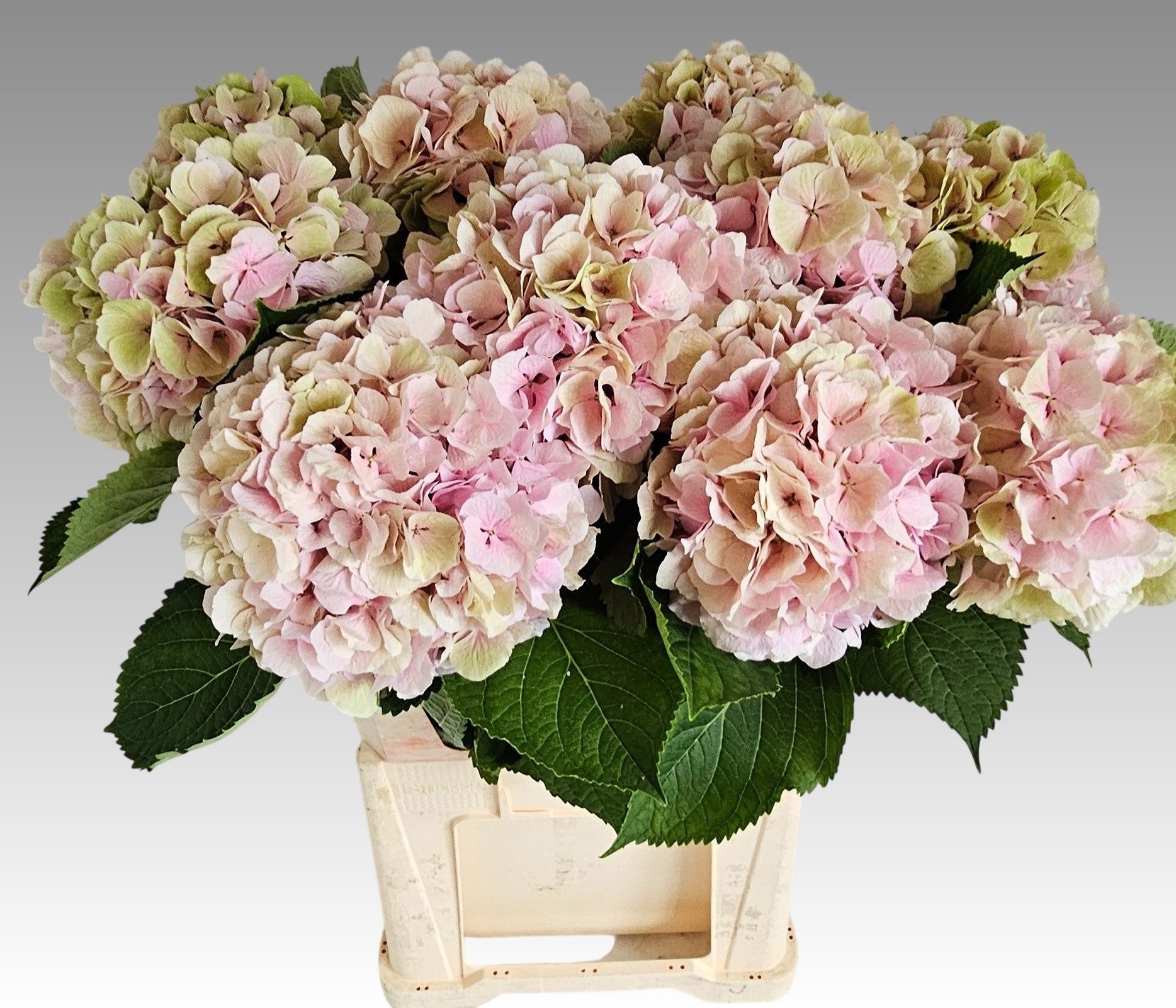 Hydrangea Verena Classic Pink 80cm 24Ø