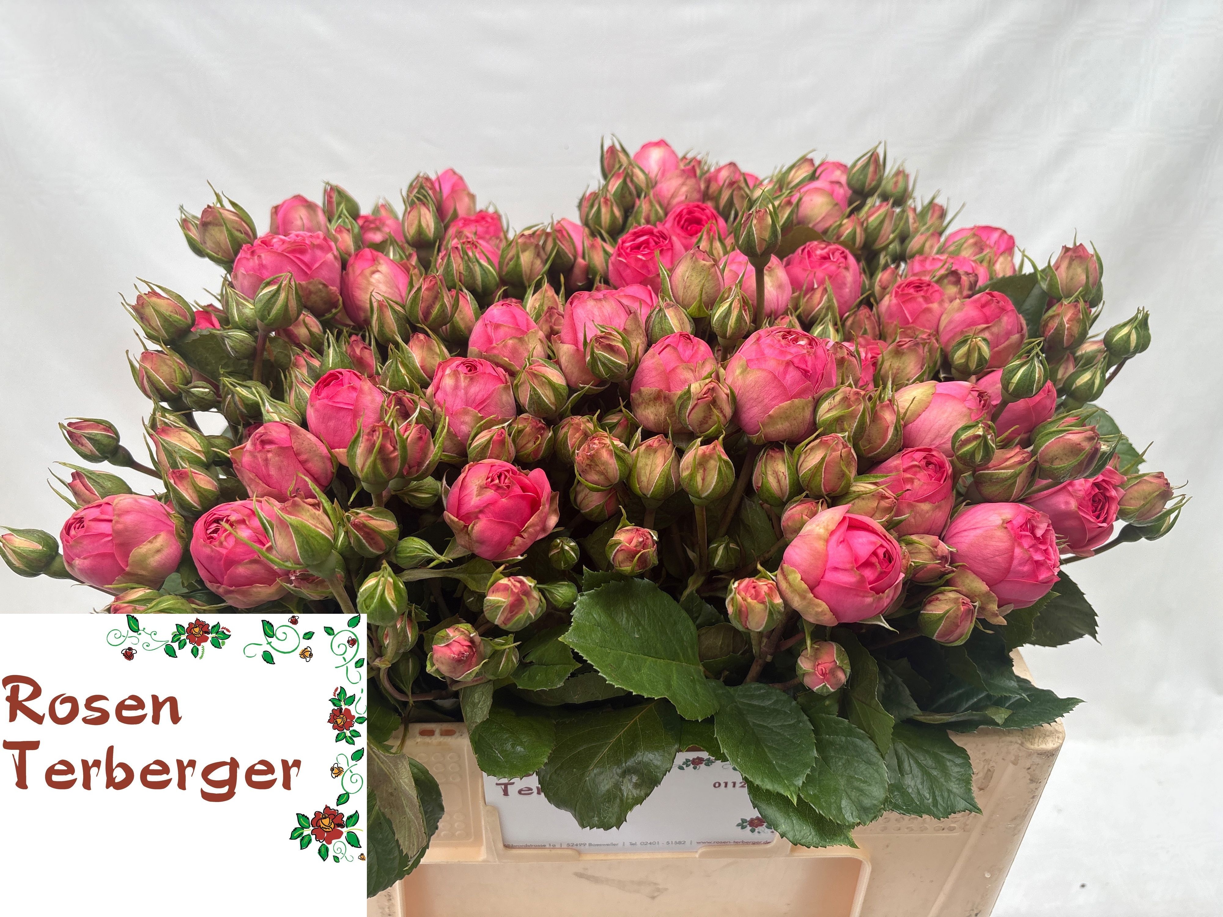 Rosa Spr Pink Piano Freiland 50cm
