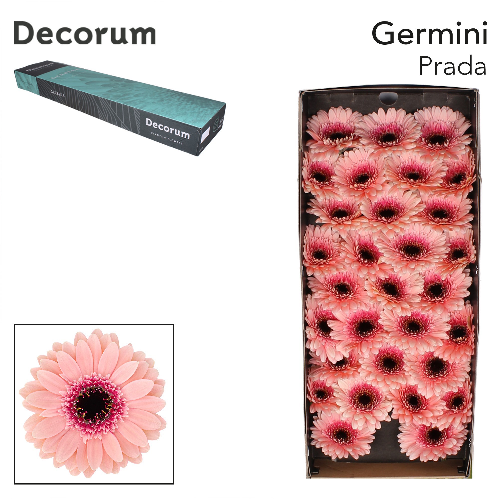 Germini Prada Doos