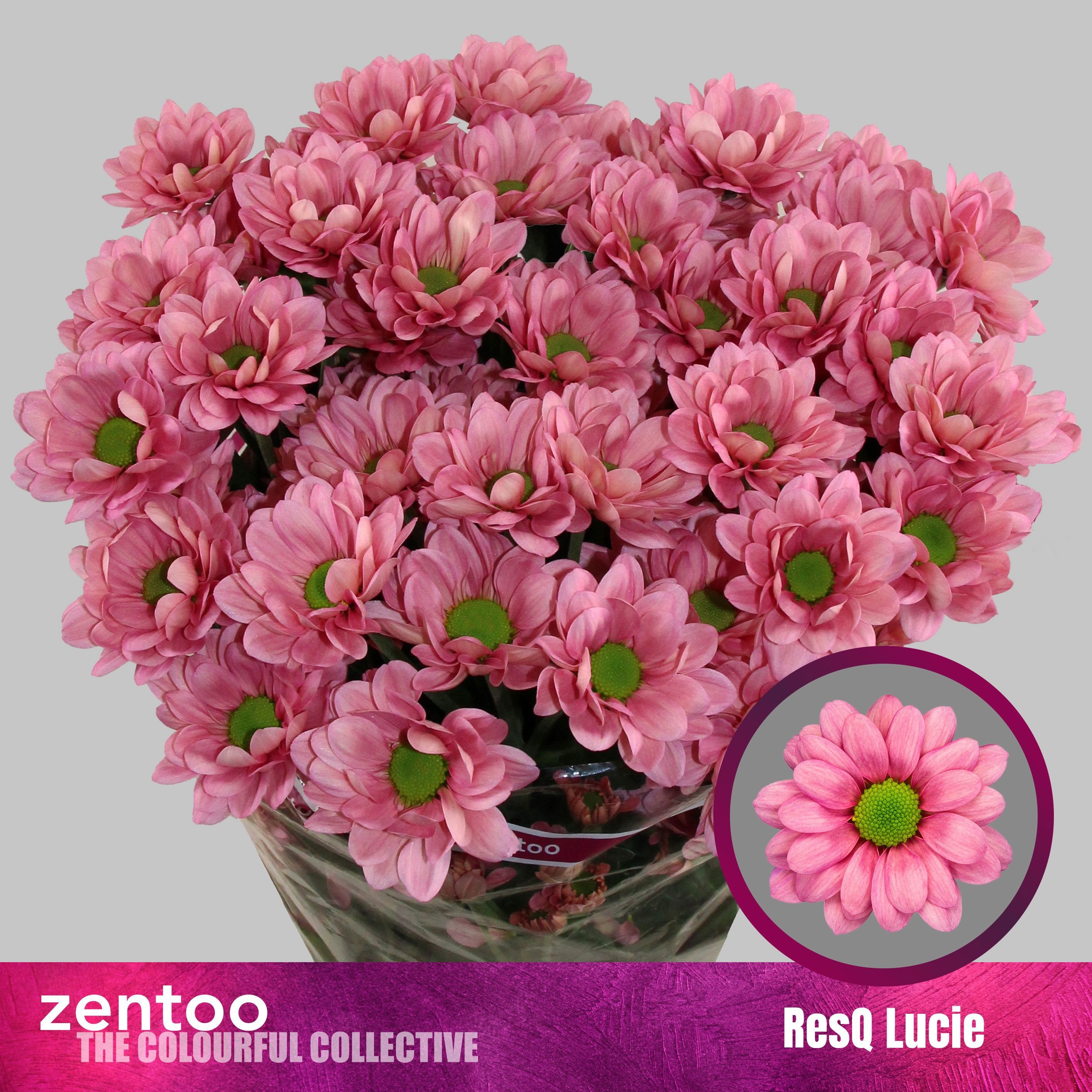 Chr T Resq Lucie 95gram
