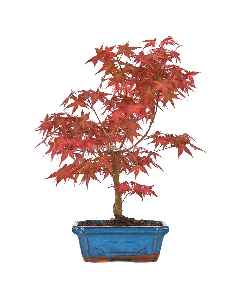 Acer palmatum 'Deshojo' - Esdoorn