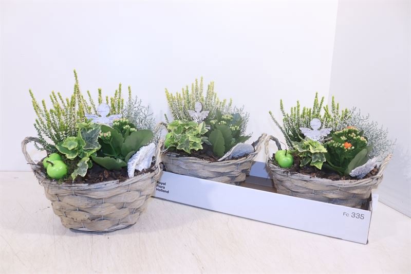 Arr Tuinplanten 22P 27cm