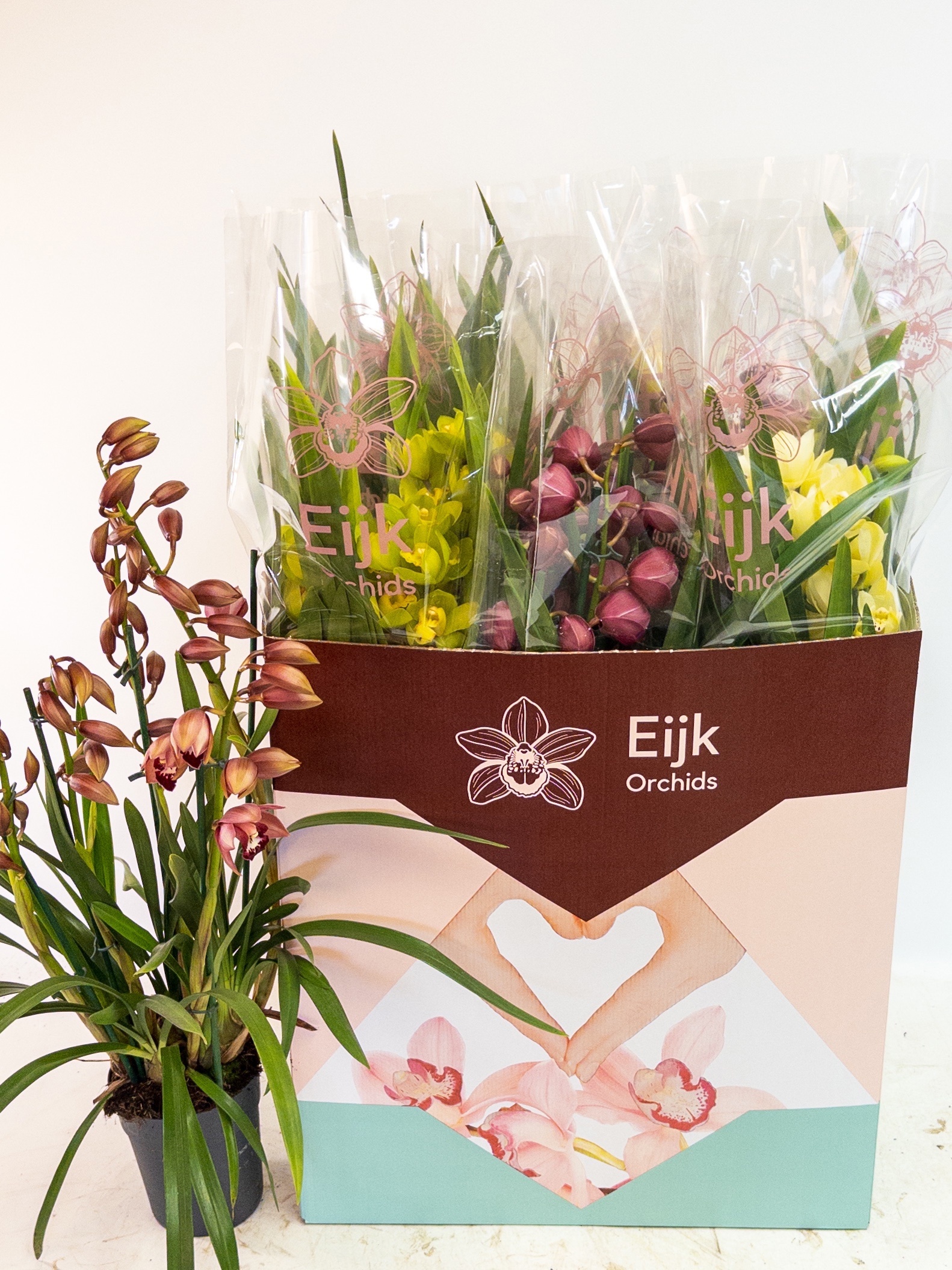 Cymbidium Asst Sp Orchids