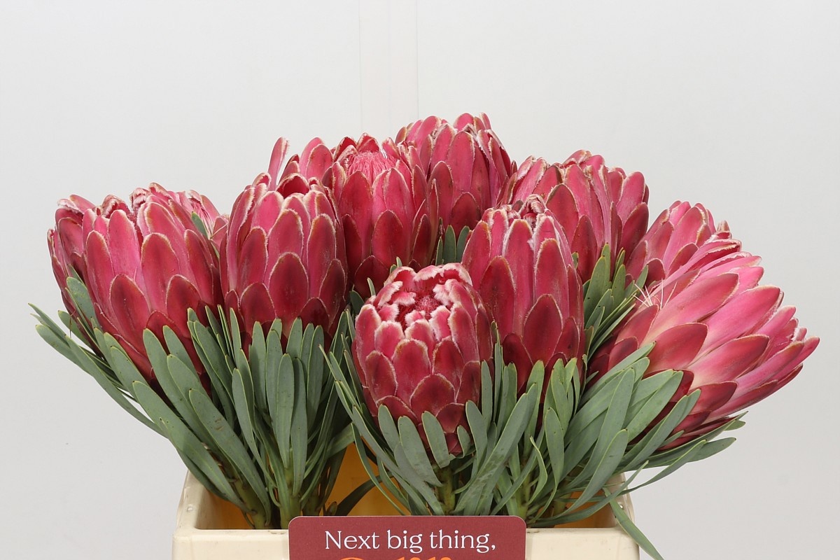 Protea Venus 40cm