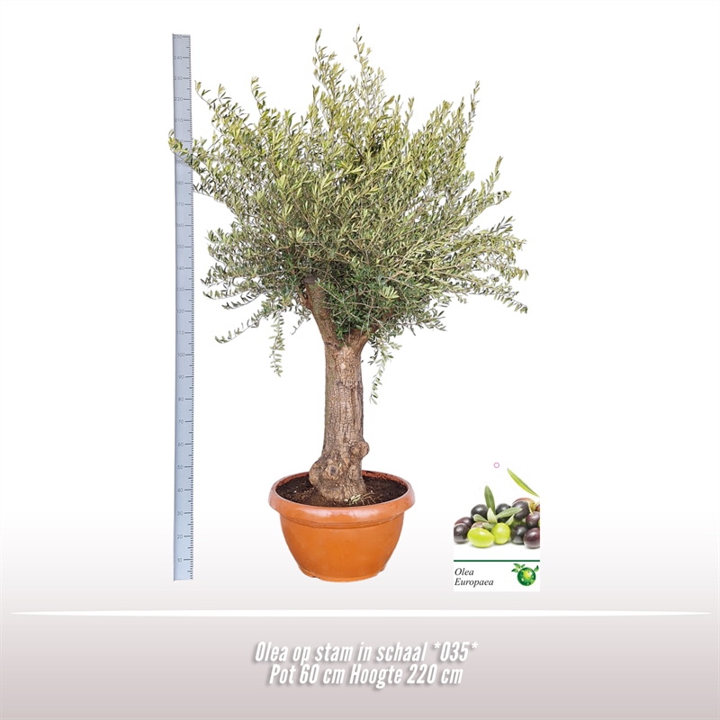 Picture of Olea europaea P60 220CM