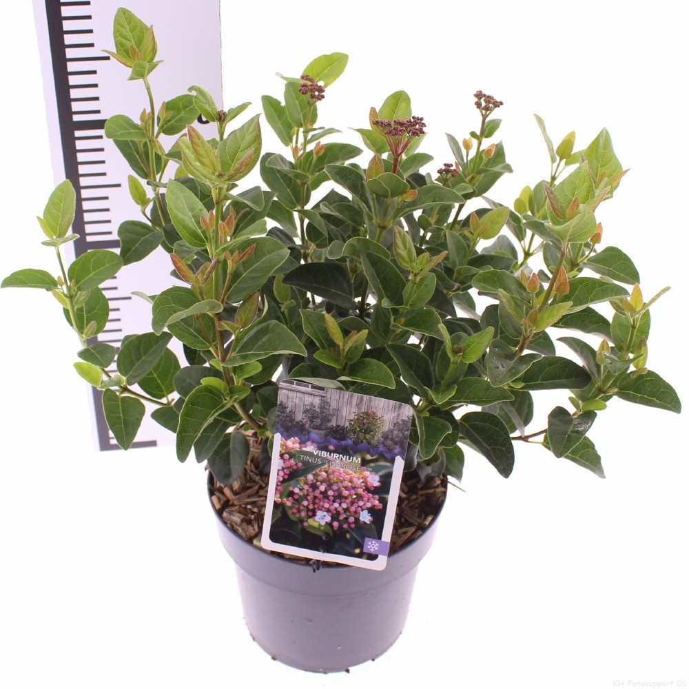 Picture of Viburnum tinus 'Lisarose'