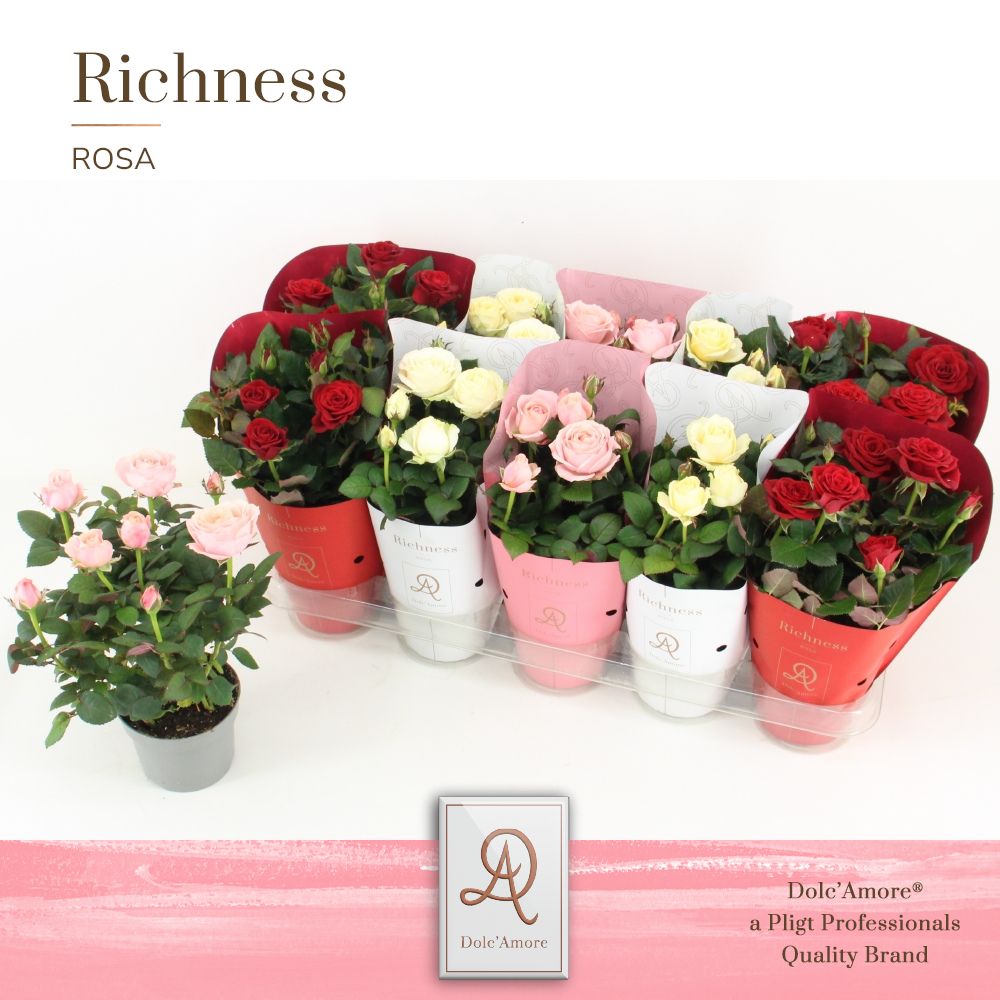 Picture of Rosa Valencia in varieties DolcAmore Metallic ton sur ton P10.5 25CM