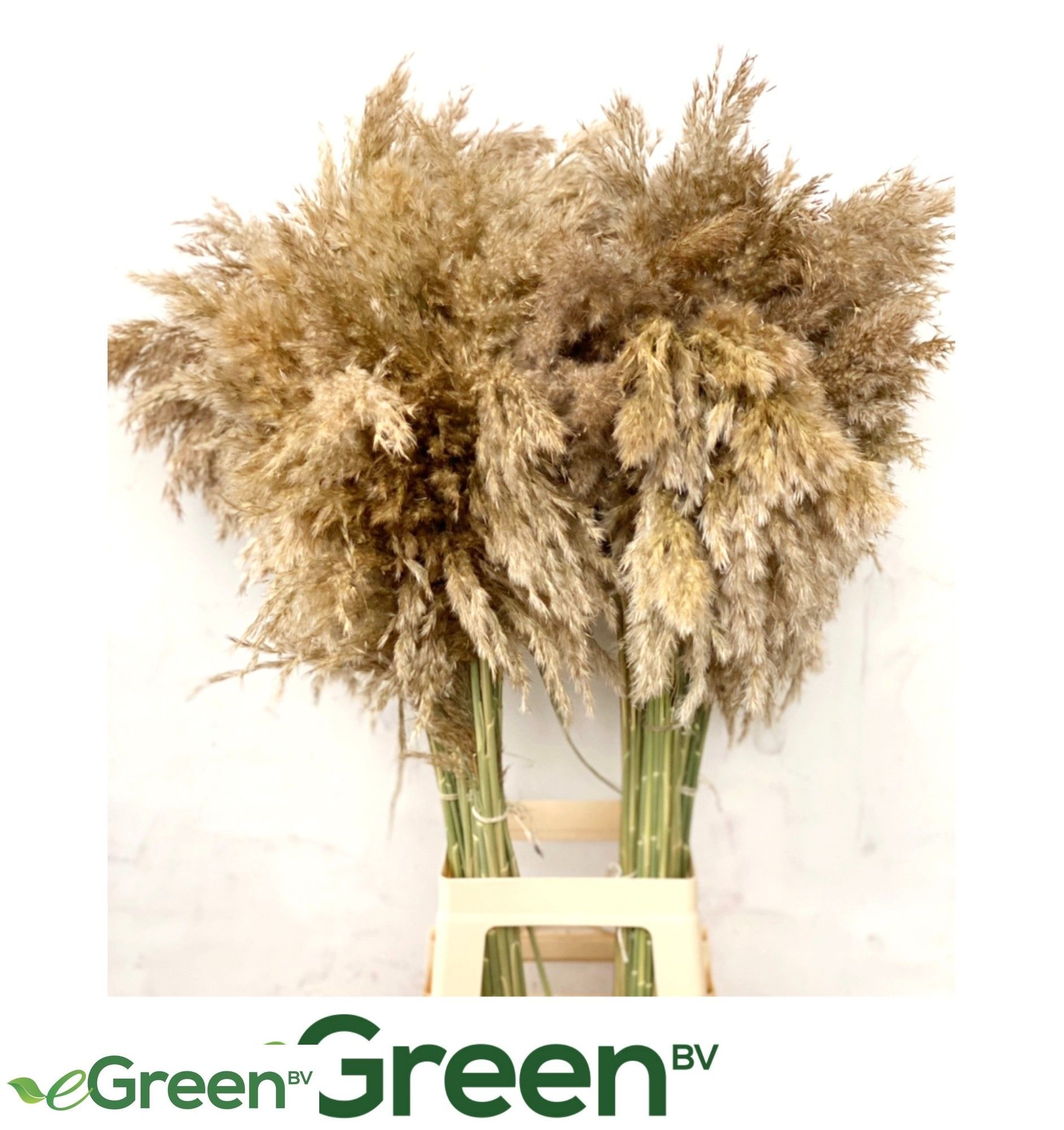 Cortaderia 100cm