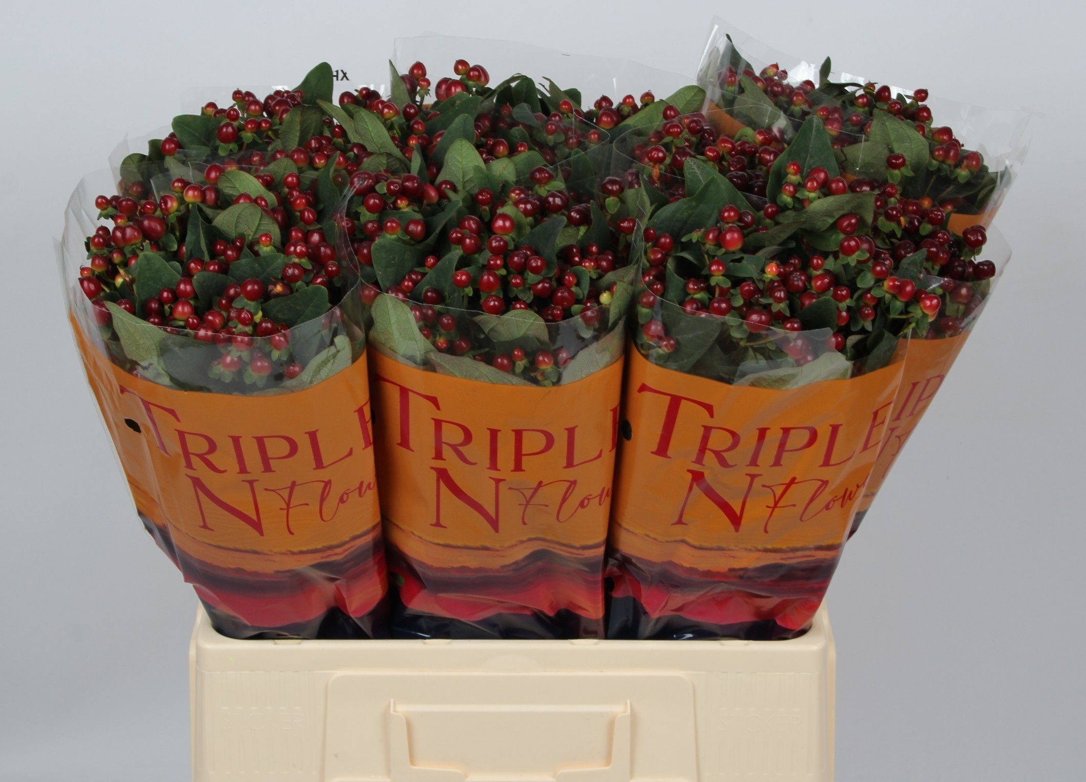 Hypericum Triumph 60cm