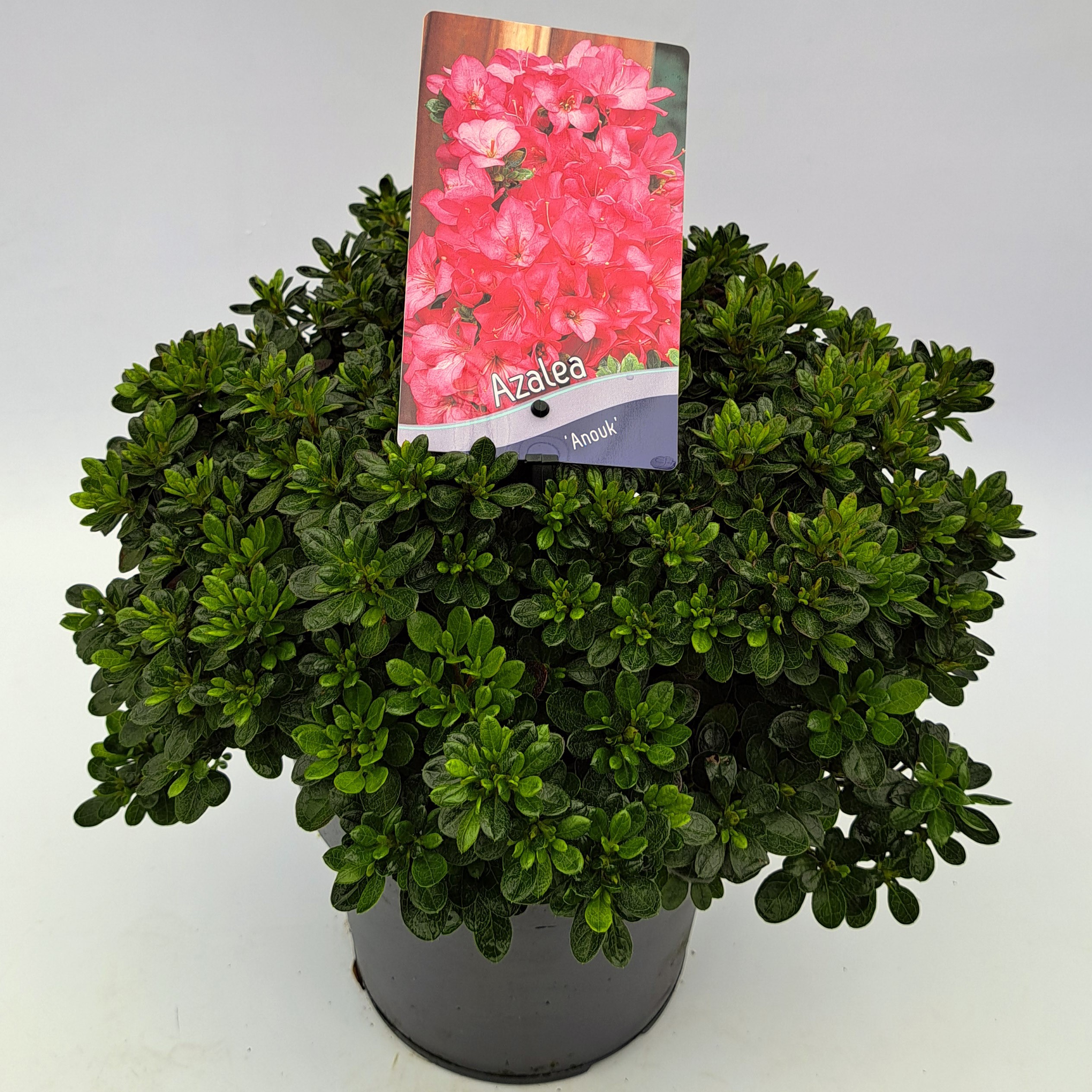 Picture of Azalea jap. 'Anouk'