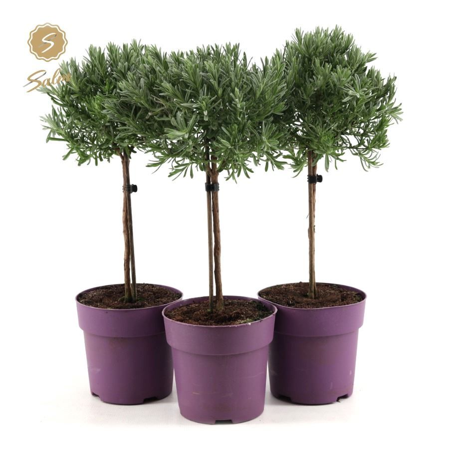 Picture of Lavandula st. 'Anouk'® Collection Stem P15
