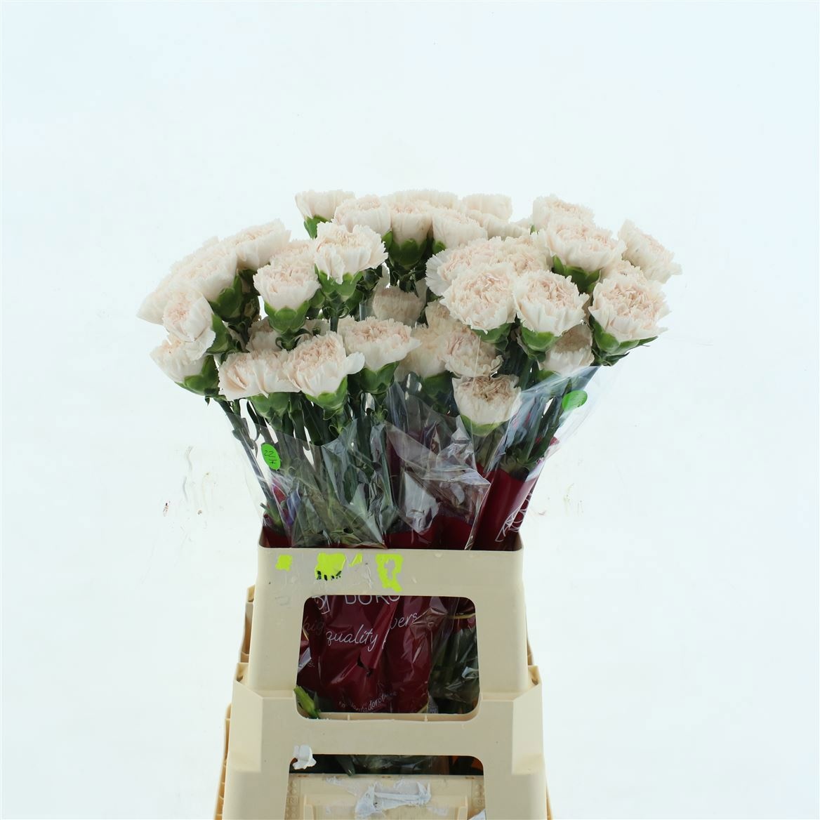 Dianthus St Brut 70cm