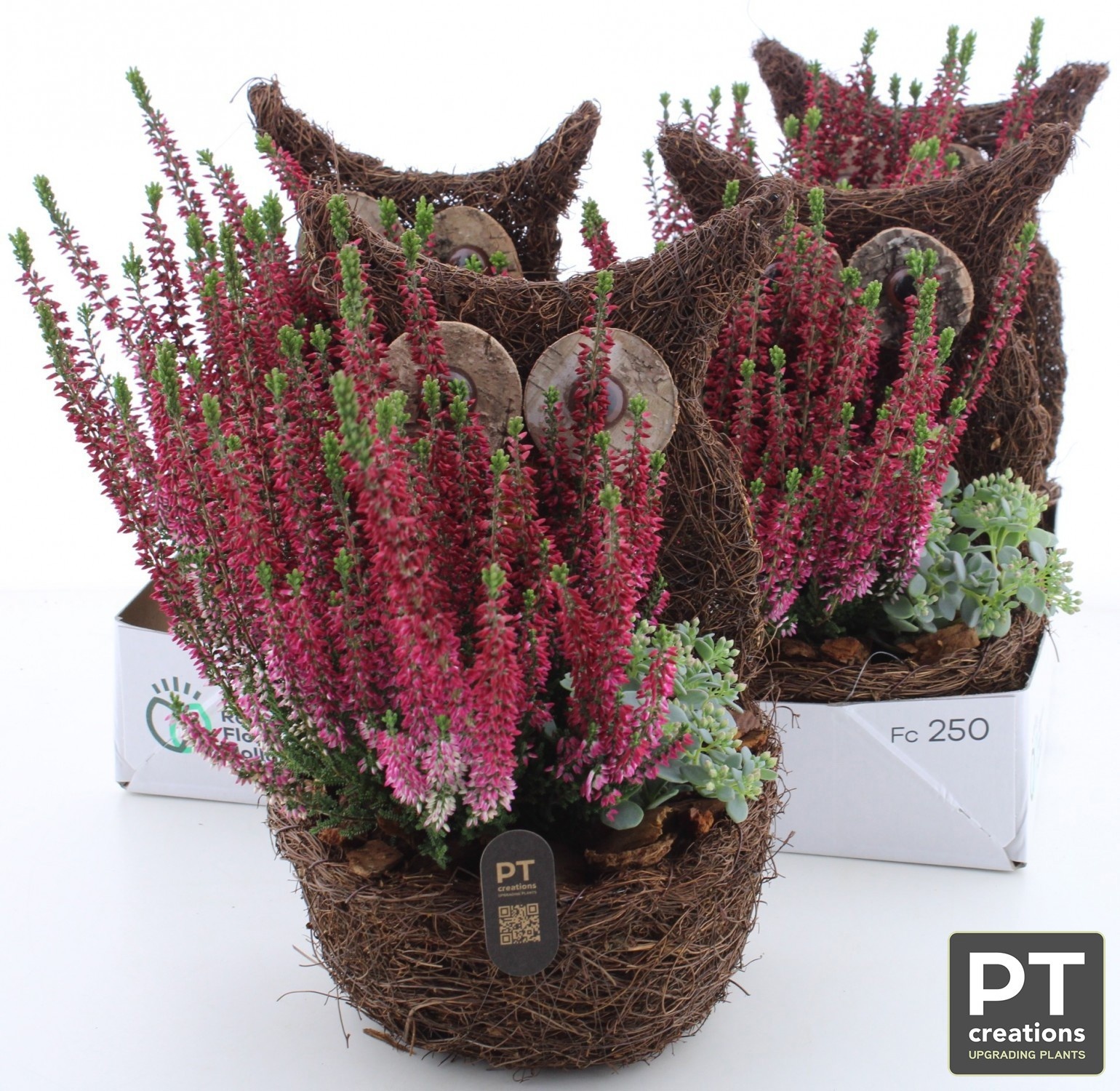 Arr Tuinplanten 18P 35cm 22bloei