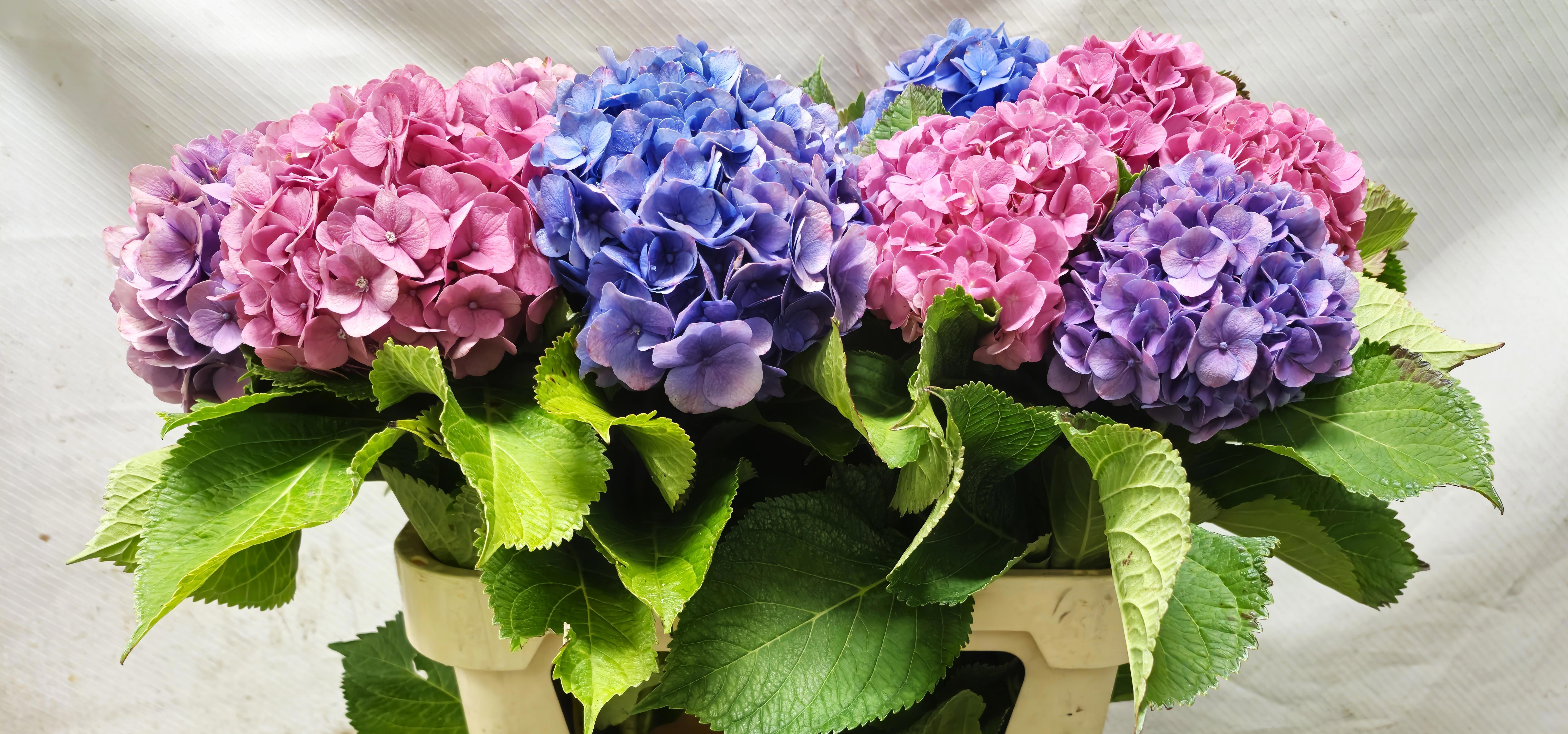 Hydrangea Mixed 70cm 15Ø