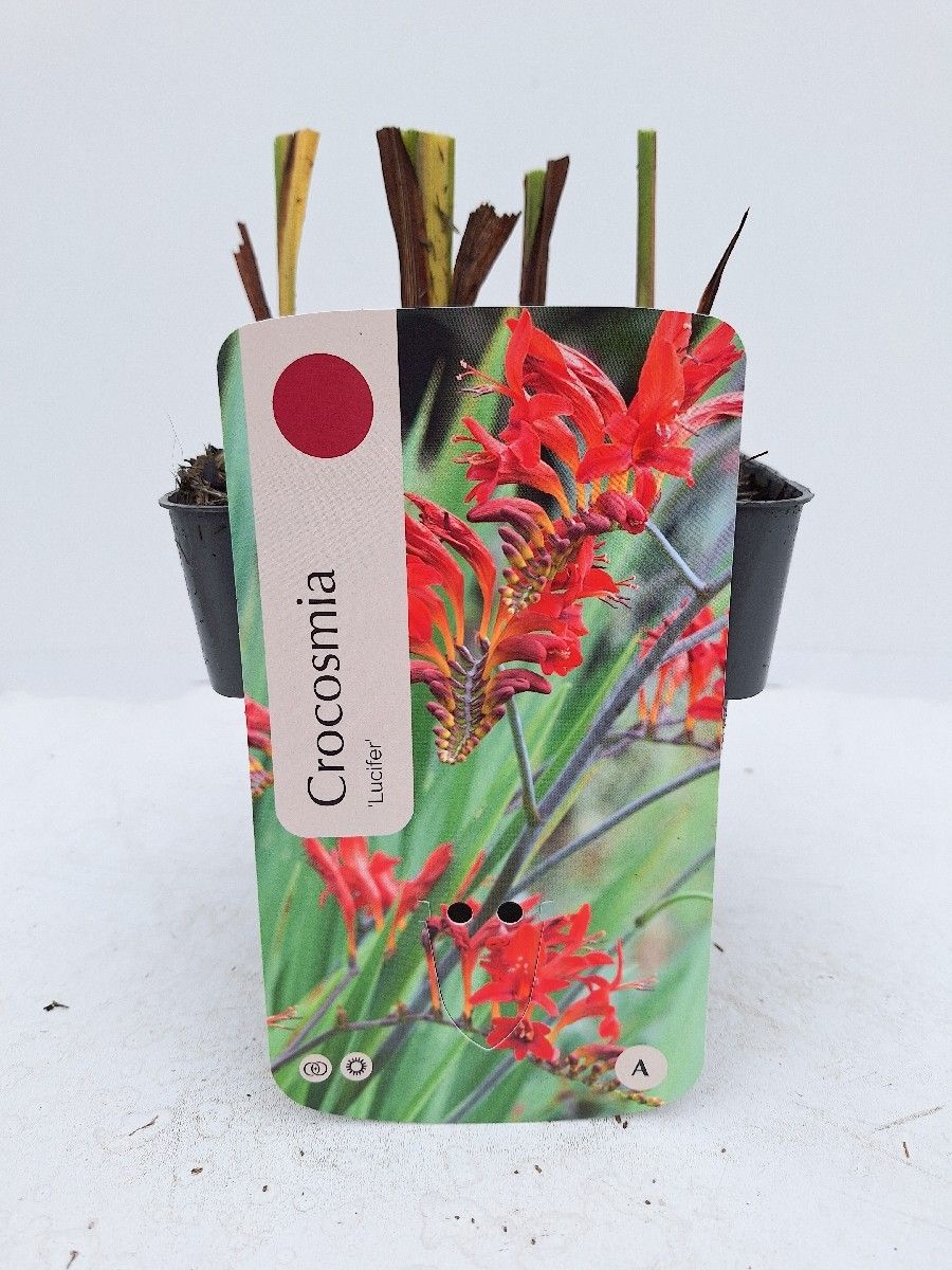 Crocosmia 'Lucifer'