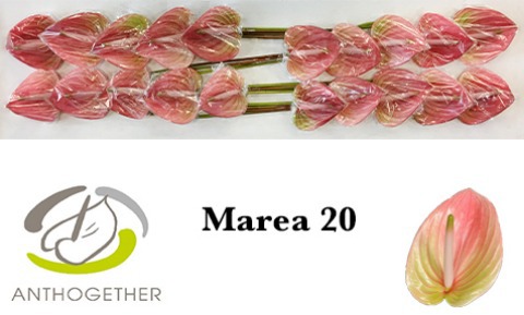 Anth A Marea