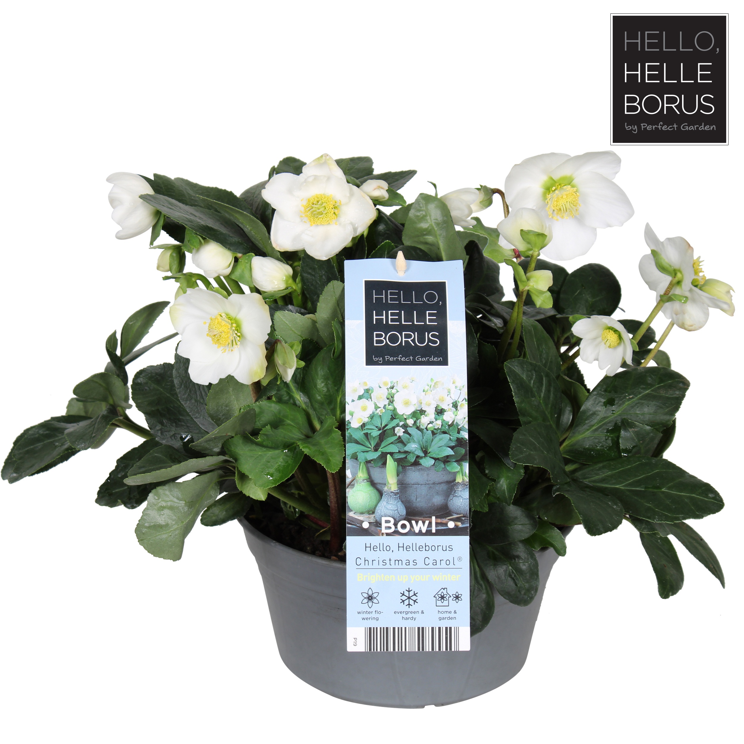 Helleborus niger 'Christmas Carol Early' schaal xl