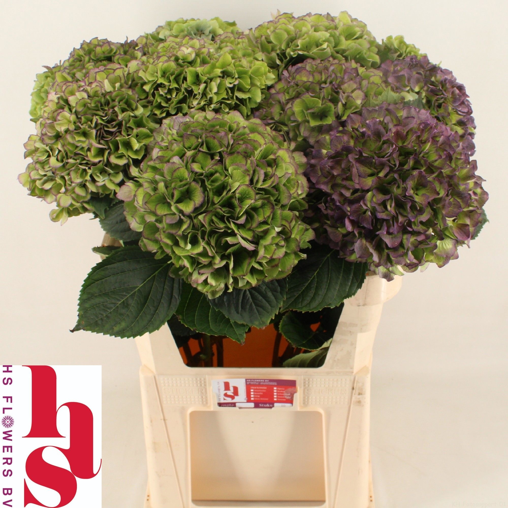 Hydrangea Benefit Classic 80cm 22Ø