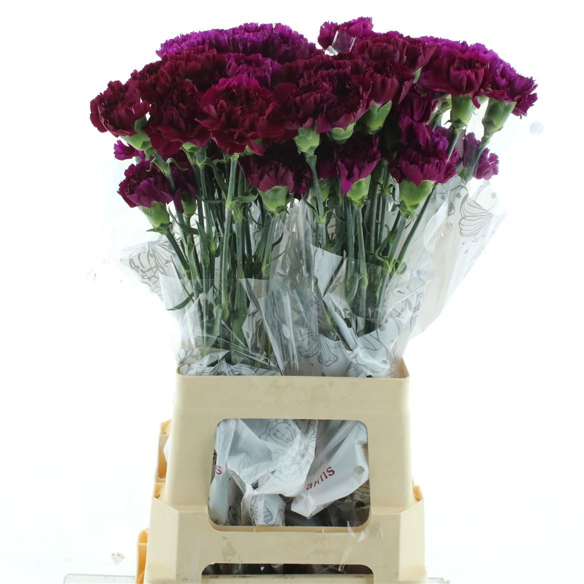 Dianthus St Yukari Violet 70cm