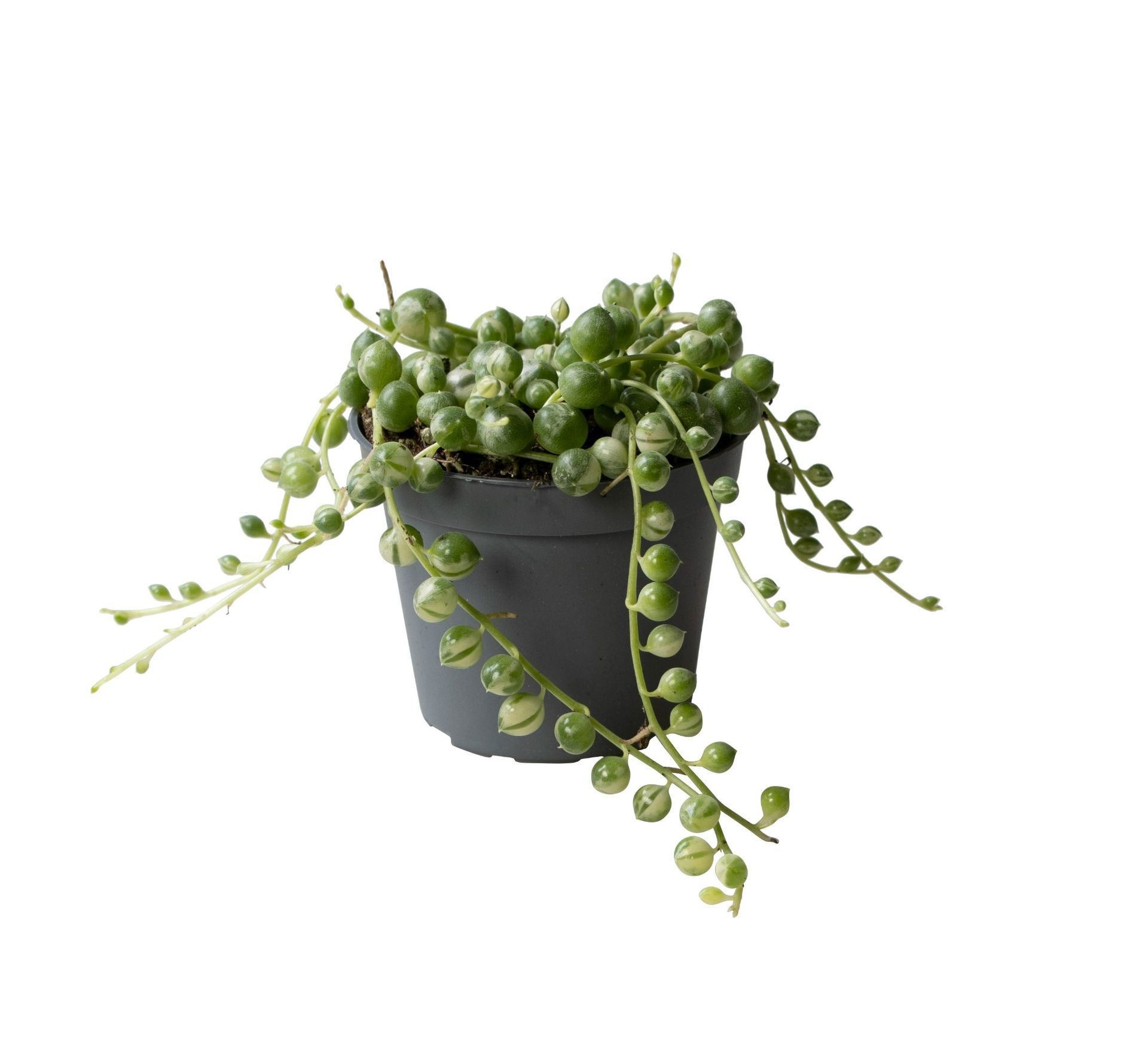Senecio rowleyanus 'Variegata'