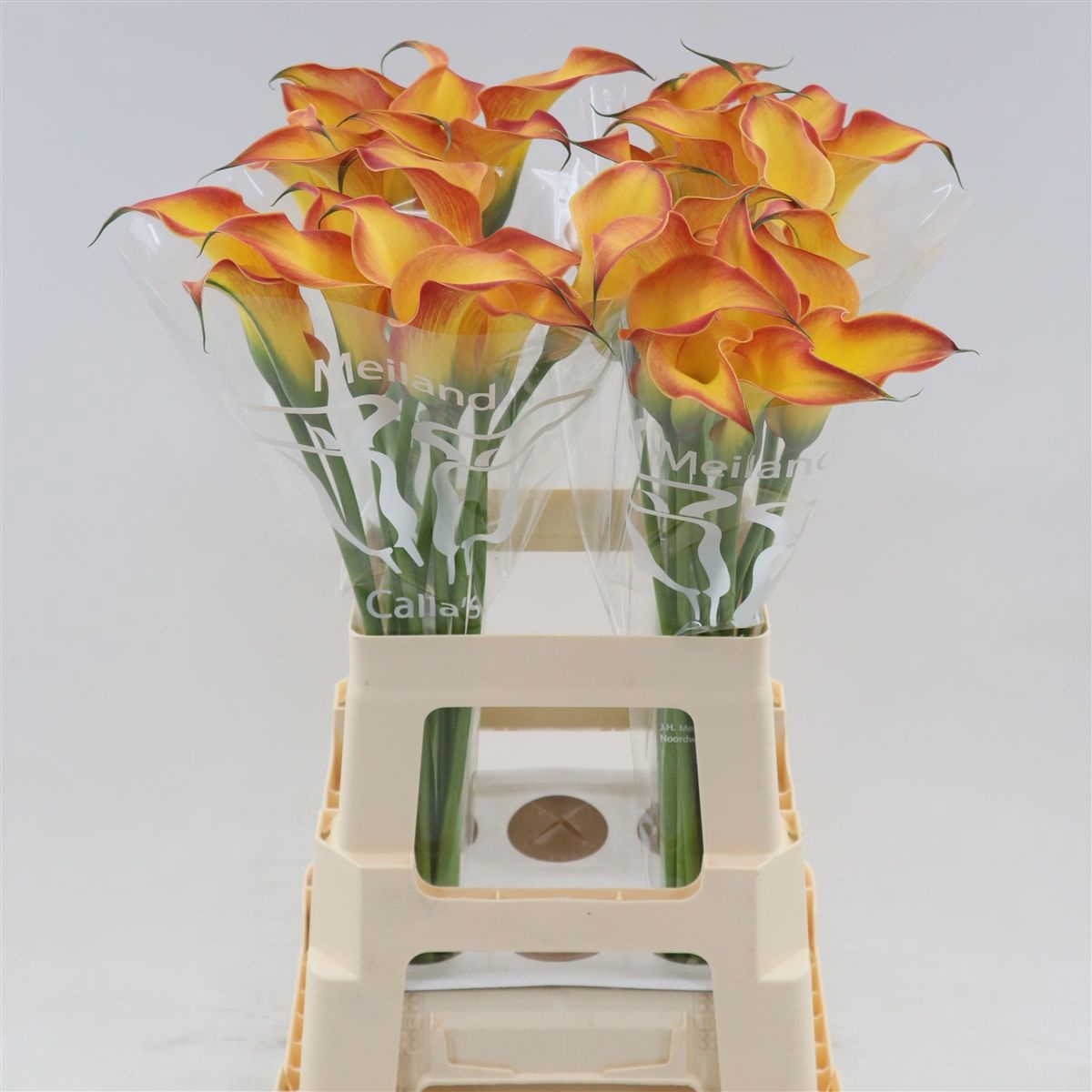 Calla Morning Sun 65cm