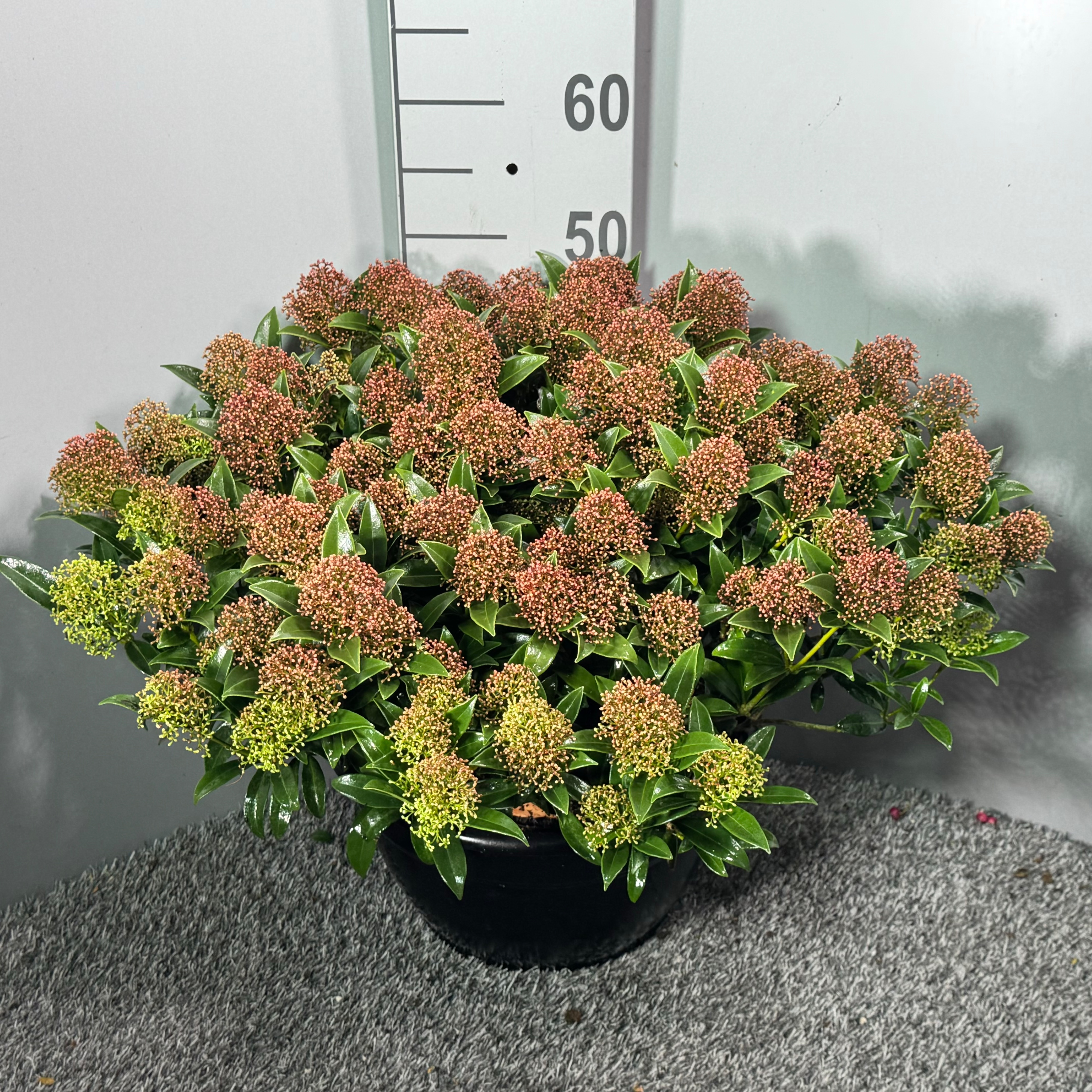 Picture of Skimmia japonica Godrie's Dwarf XL P29 (10 Ltr) BOWL (LOOSE)