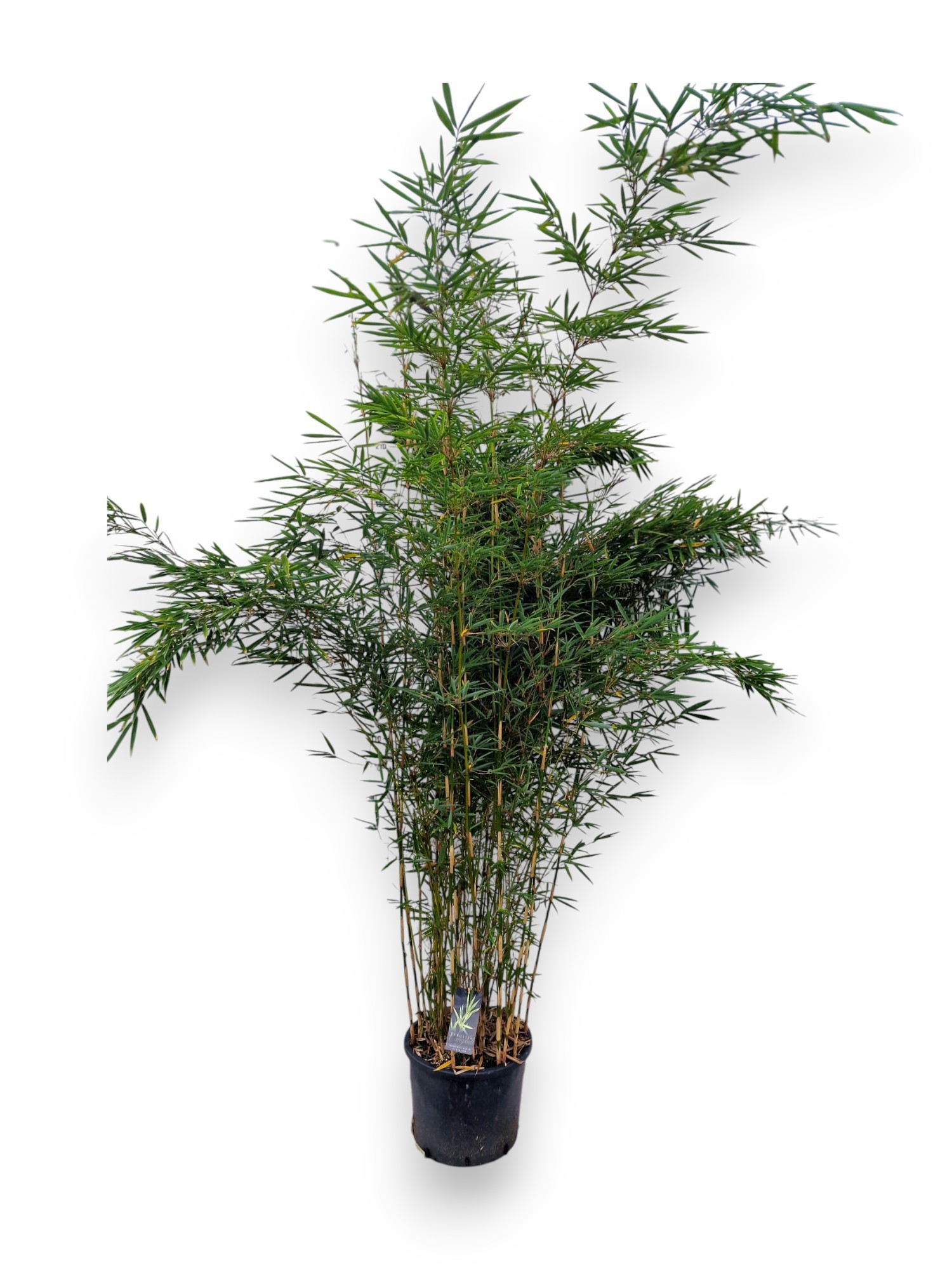 Fargesia robusta 'Campbell' | Hamiplant