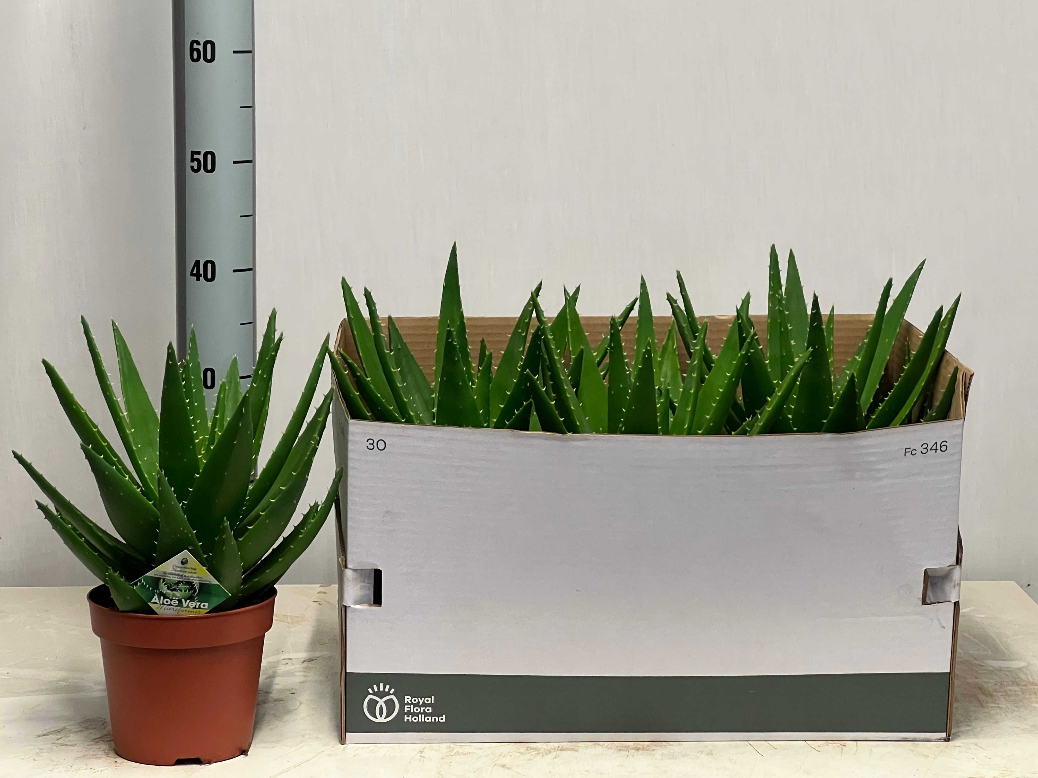 Aloe Mitriformis 17Ø 40cm