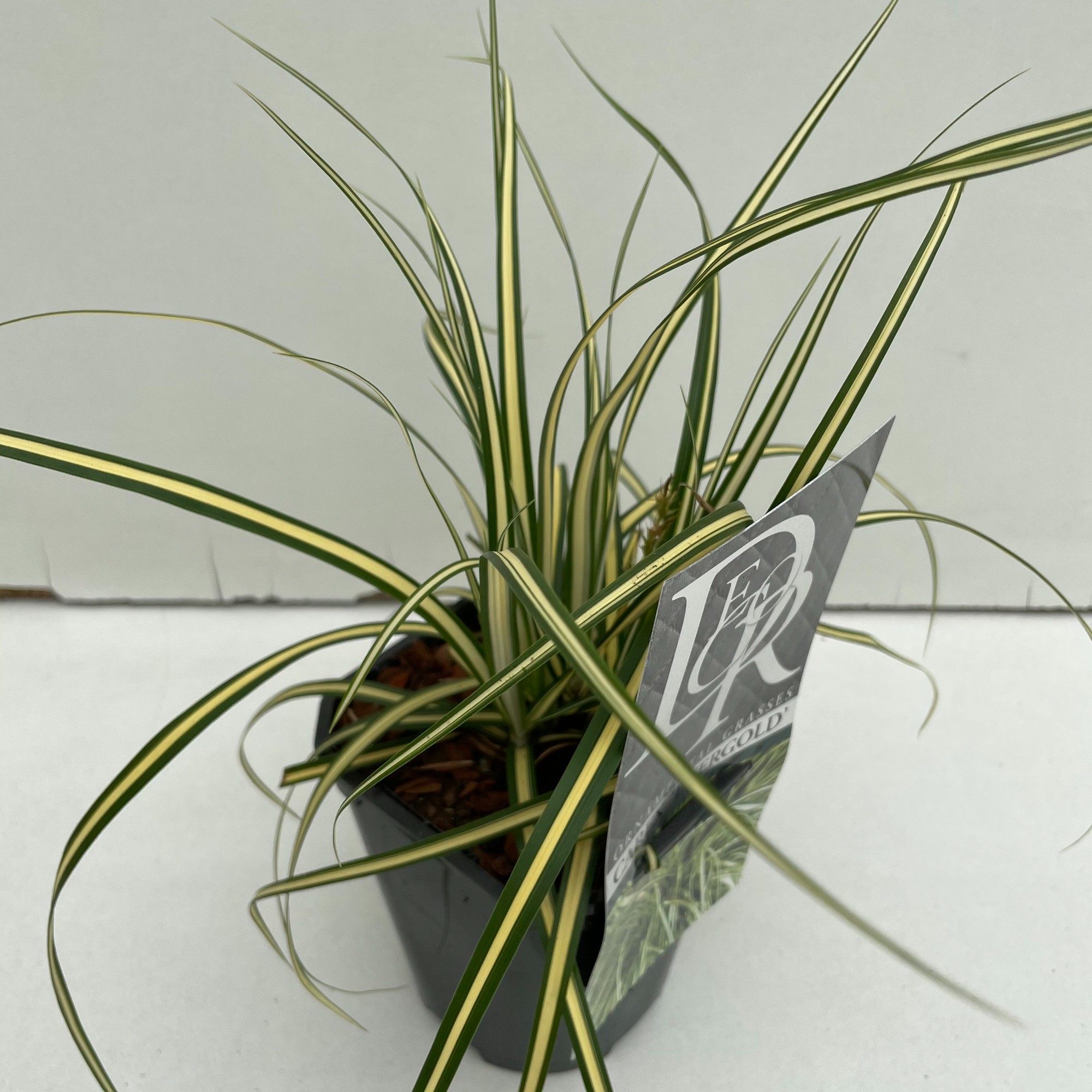 Picture of Carex Evergold P13-SQUARE