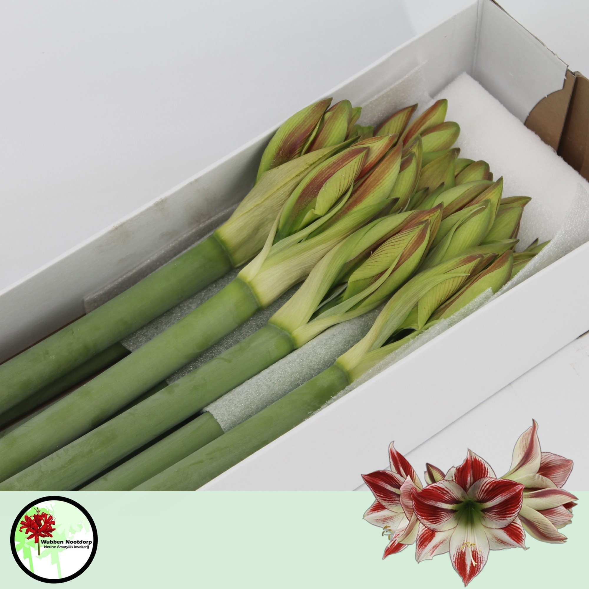Hippeastrum Ambiance 4bl