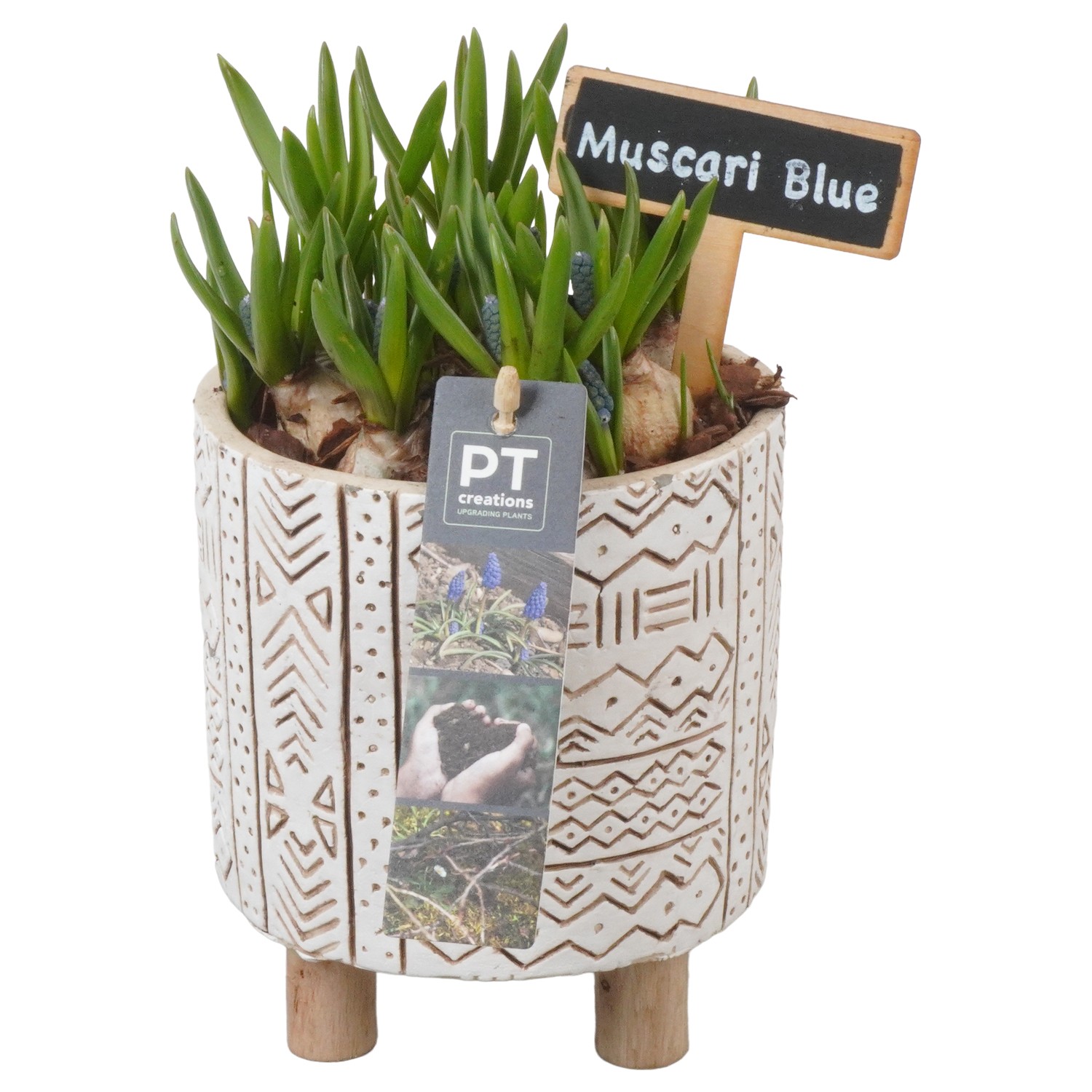 Picture of PTMB1073 Arrangement Muscari in concrete pot P13 22CM