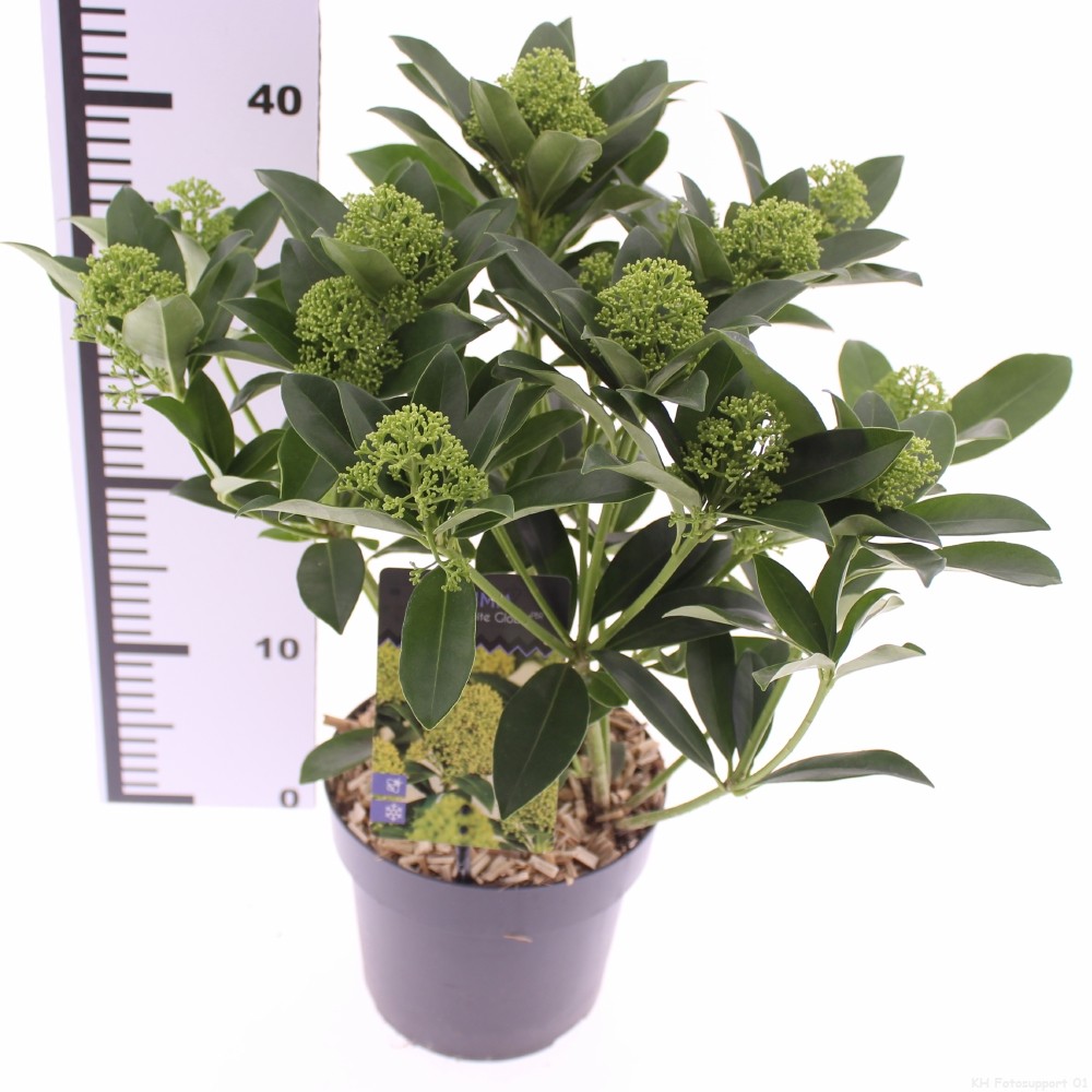 Picture of Skimmia jap. 'White Globe'