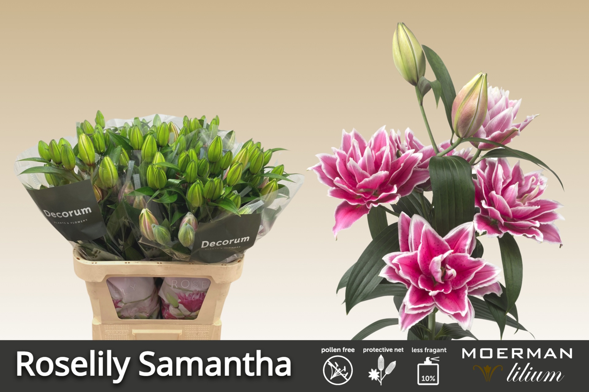 Li Or Du Rl Samantha