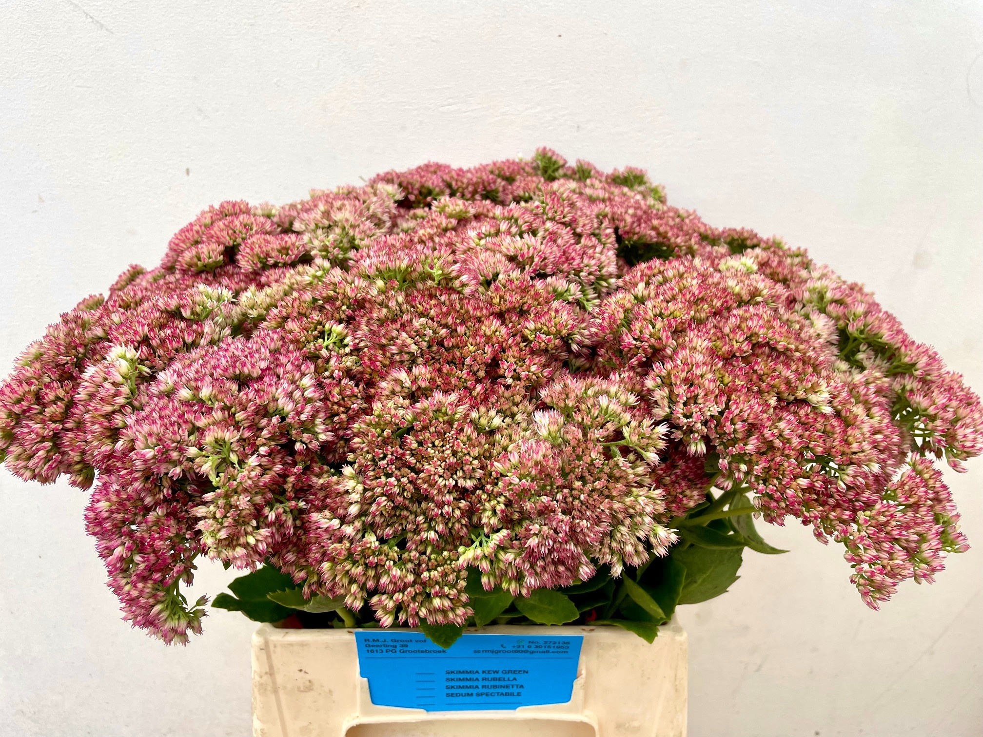 Sedum Spect Pink 40cm
