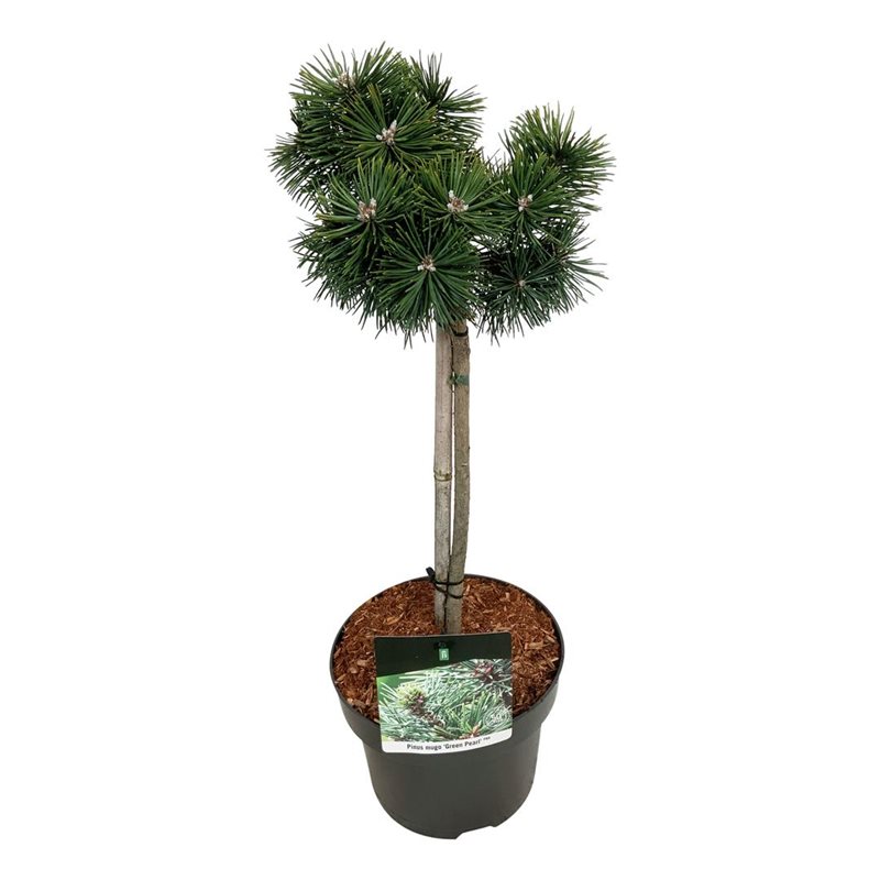 Picture of Pinus mugo 'Green Pearl'