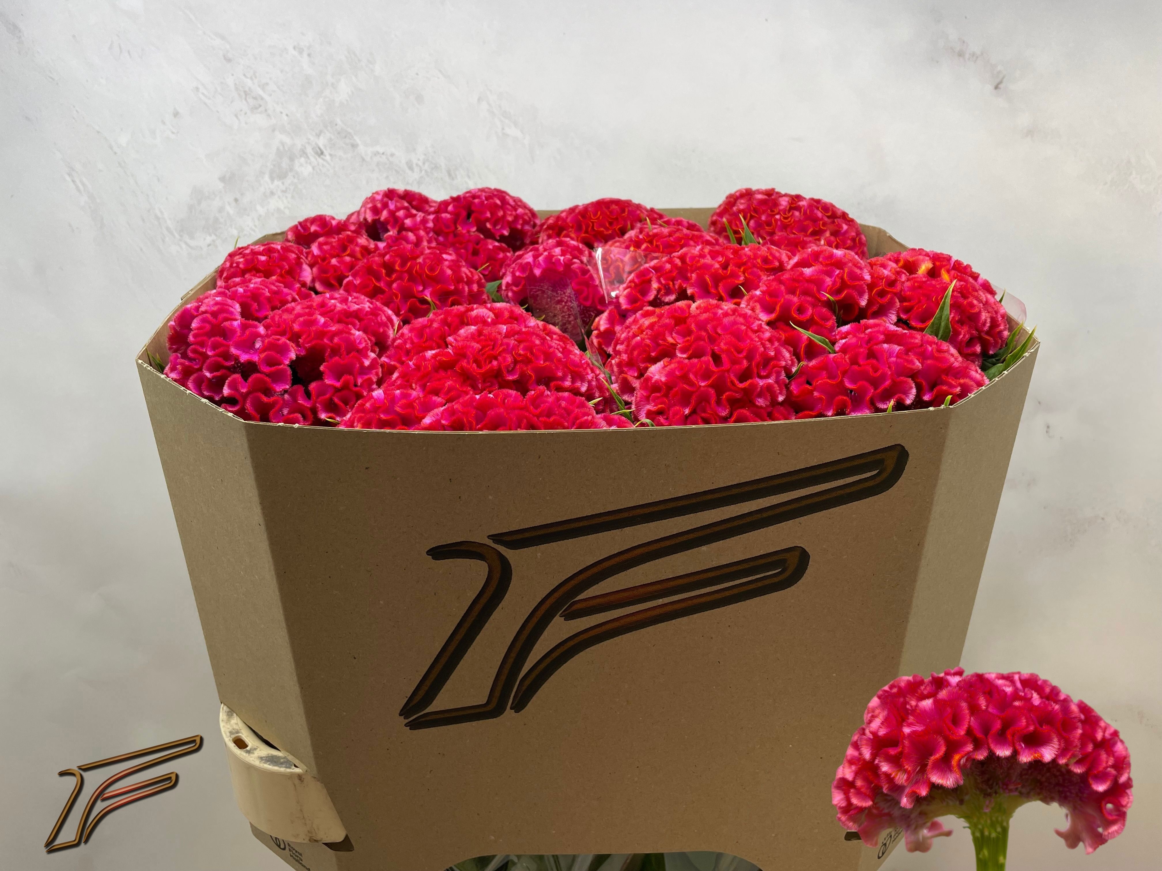 Celosia Act Coral Diamond 80cm
