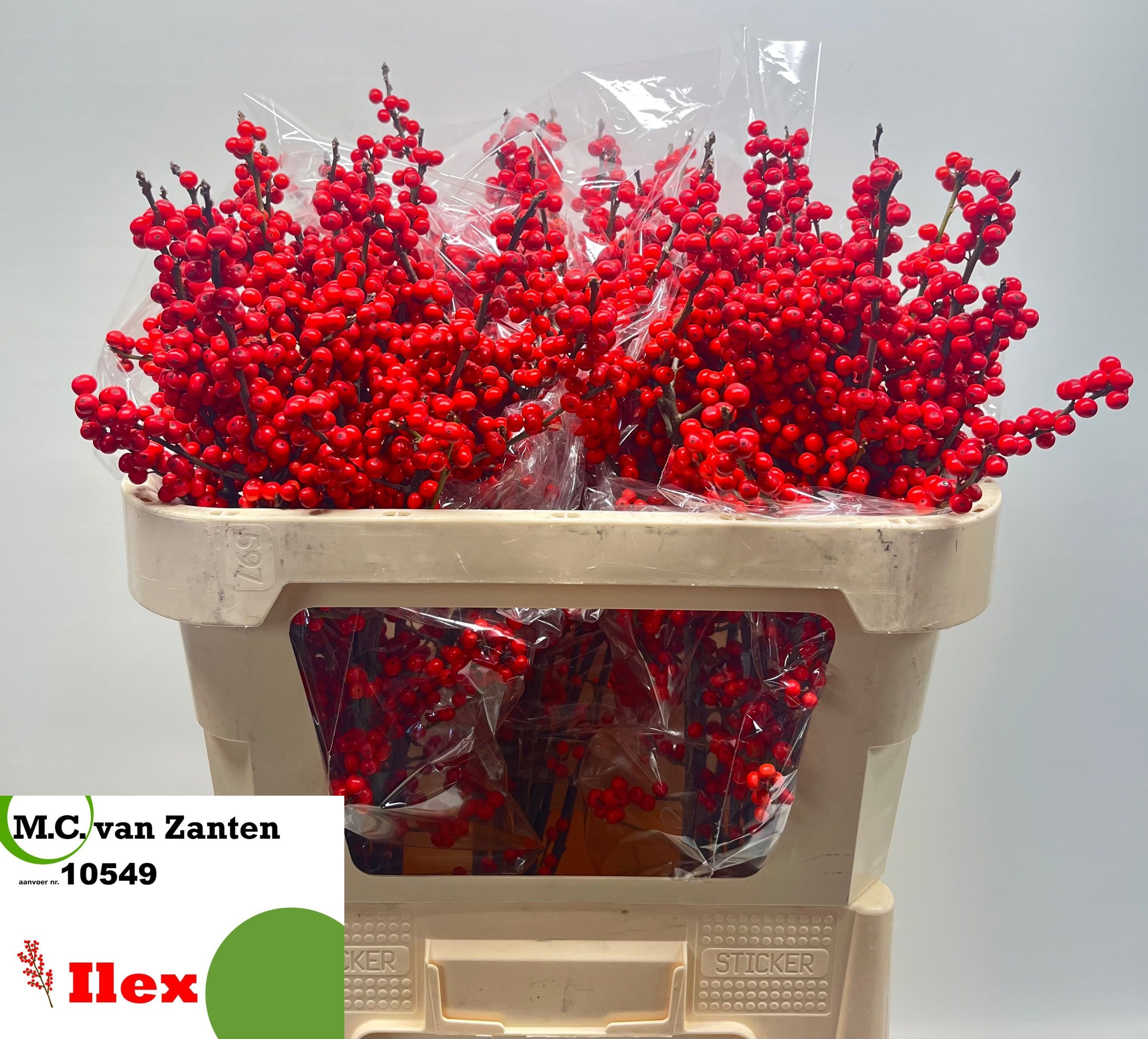 Ilex Verticlilata 70cm