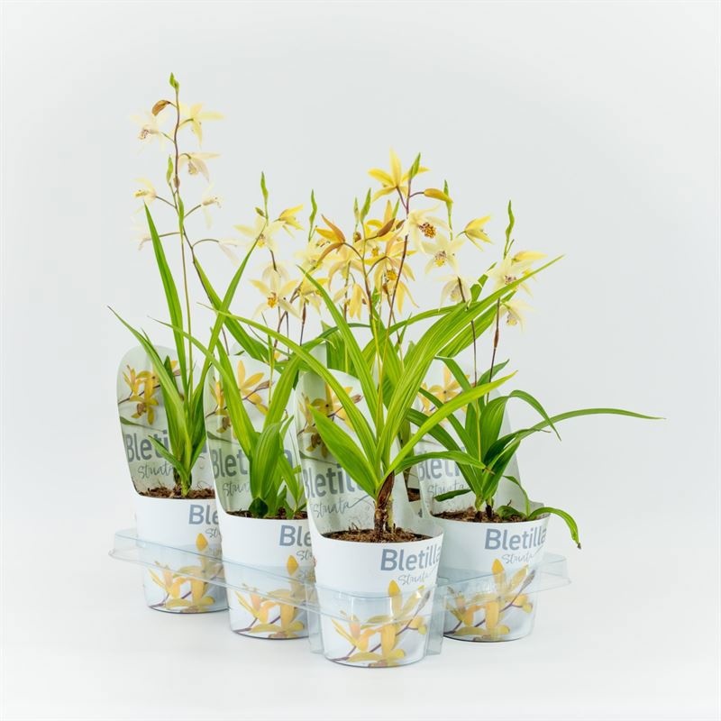 Bletilla geel incl.