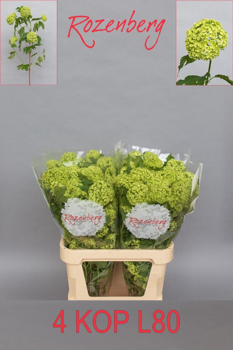 Viburnum Roseum St